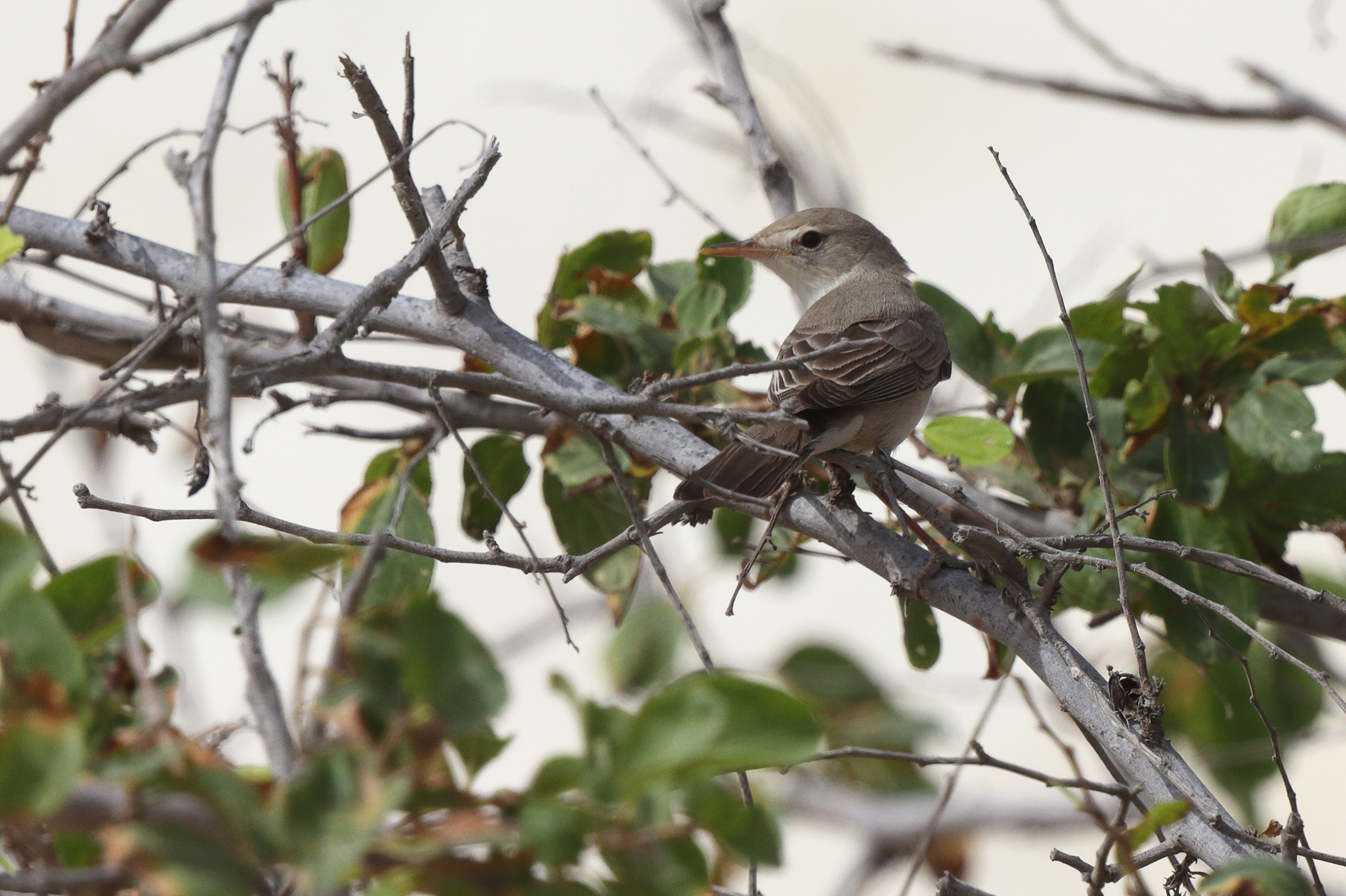 Upcher's Warbler. Qatar, 26 April 2014 © Neil G. Morris.