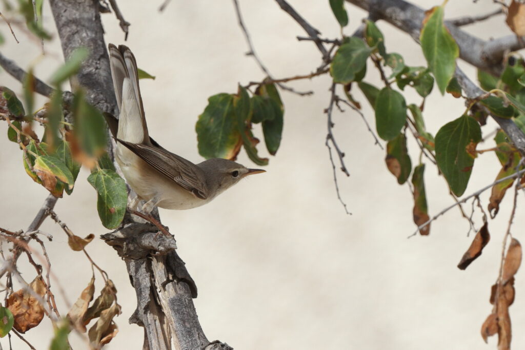 Upcher's Warbler. Qatar, 26 April 2014 © Neil G. Morris.