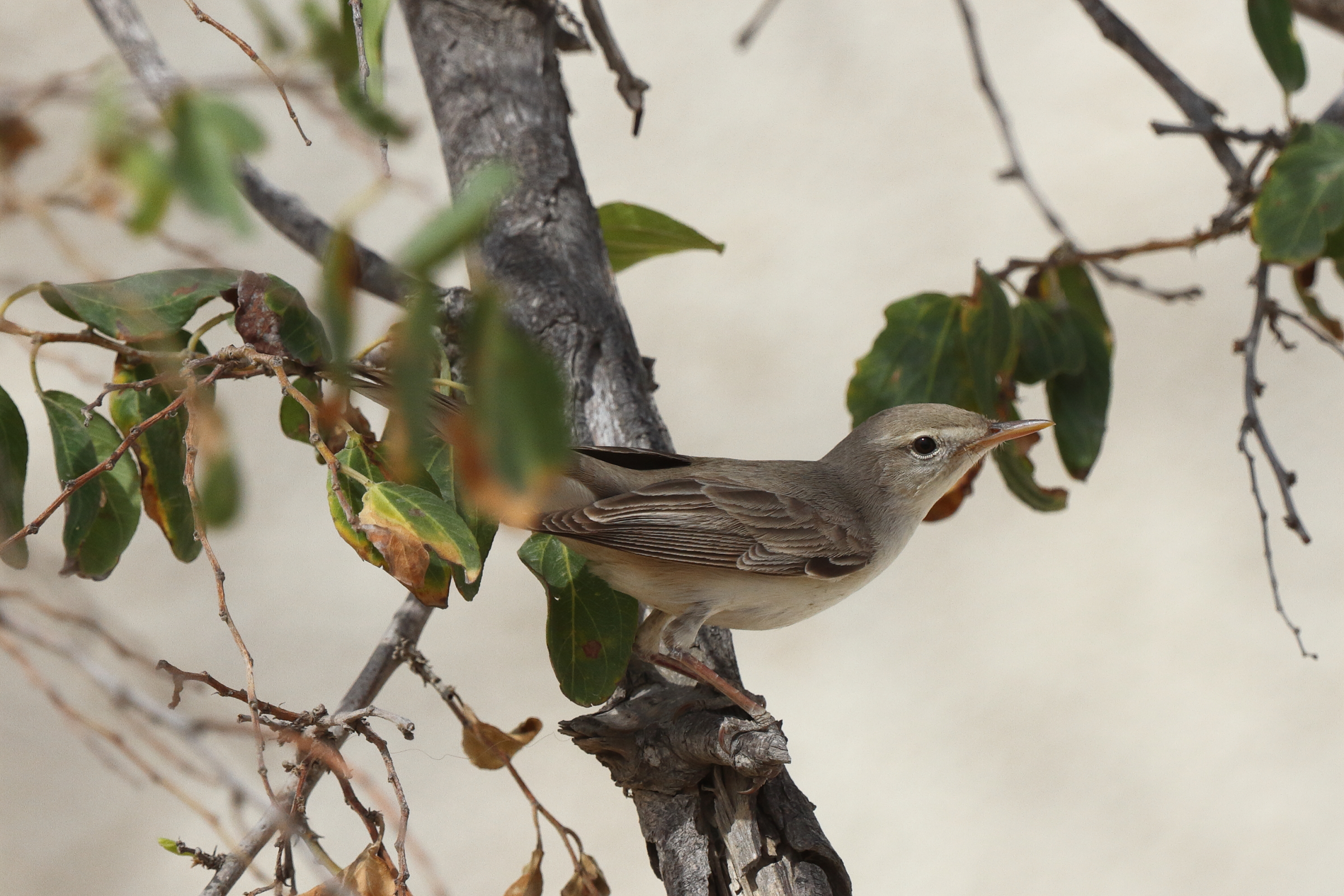 Upcher's Warbler. Qatar, 26 April 2014 © Neil G. Morris.