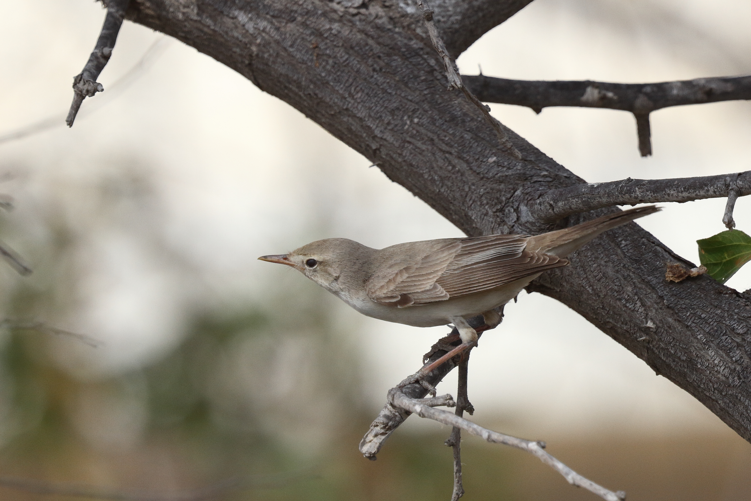 Upcher's Warbler. Qatar, 26 April 2014 © Neil G. Morris.