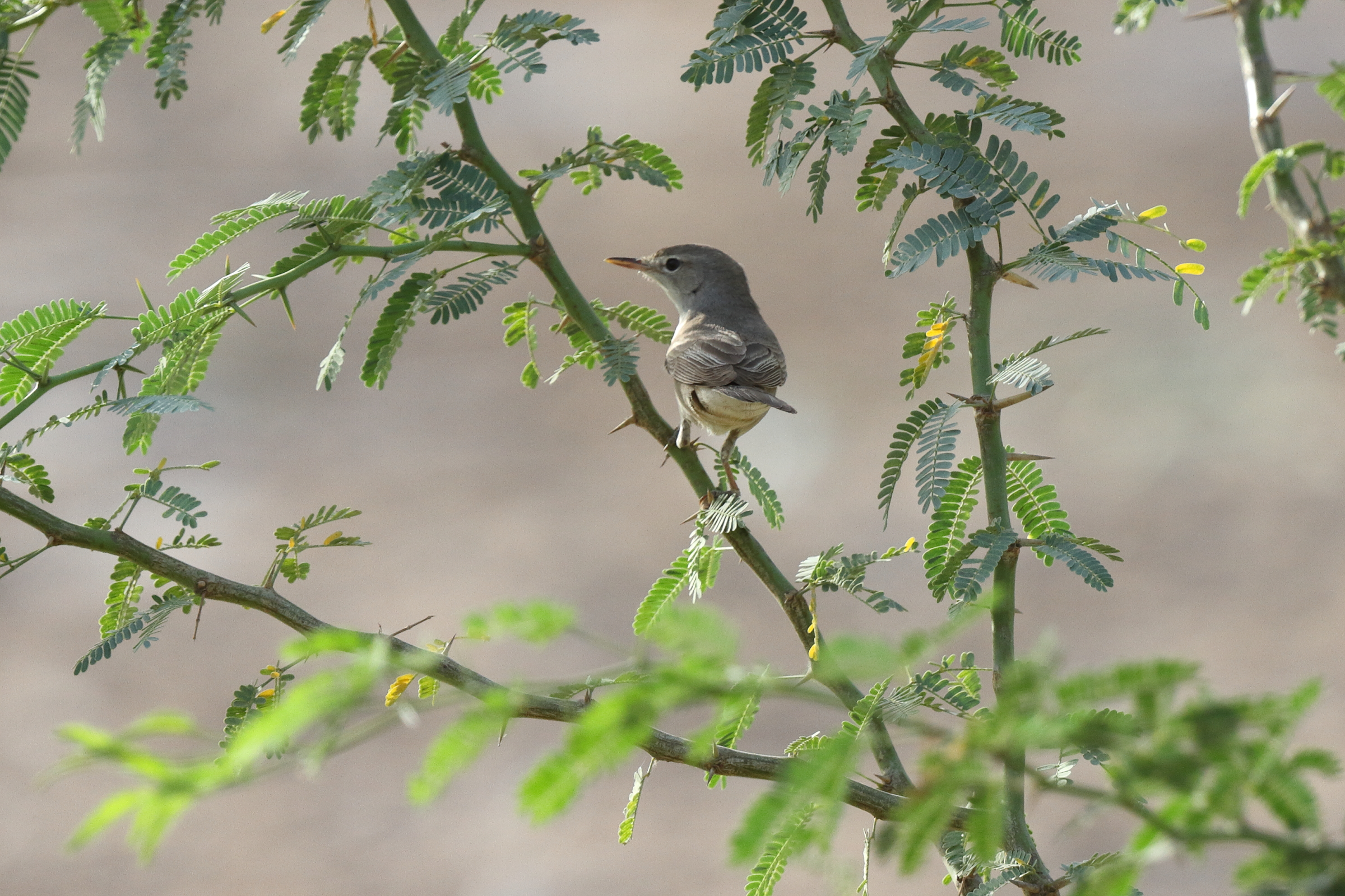 Upcher's Warbler. Qatar, 05 May 2014 © Neil G. Morris.