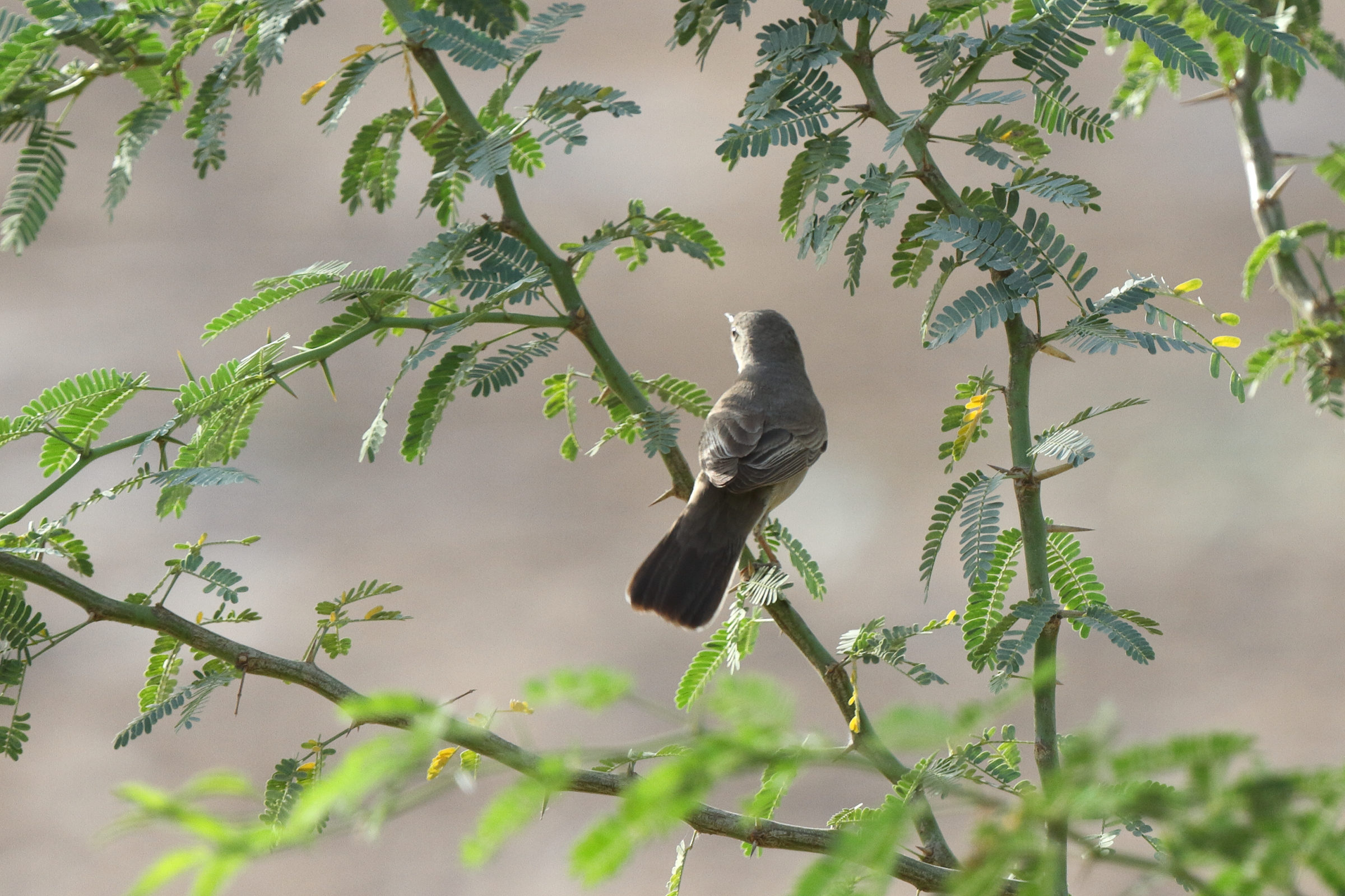 Upcher's Warbler. Qatar, 05 May 2014 © Neil G. Morris.