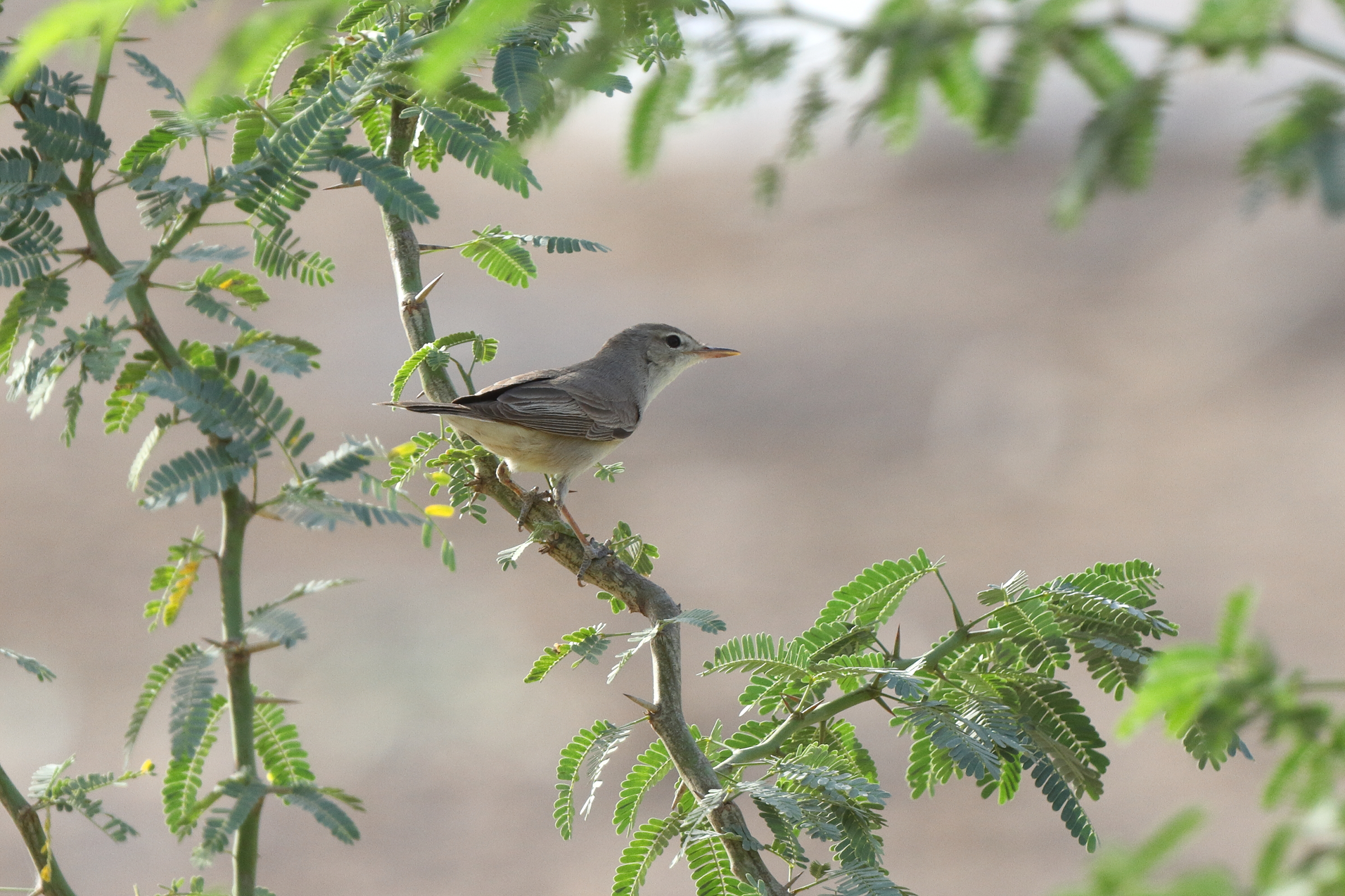 Upcher's Warbler. Qatar, 05 May 2014 © Neil G. Morris.