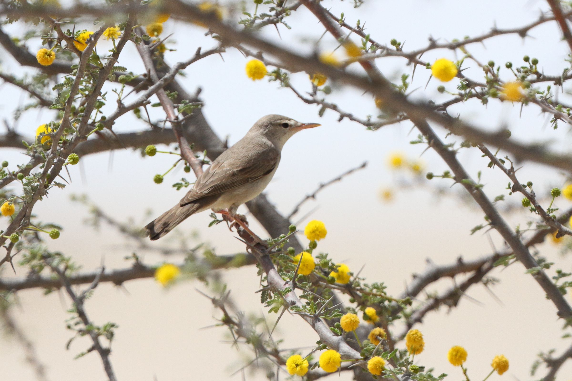 Upcher's Warbler. Qatar, 30 March 2015 © Neil G. Morris.