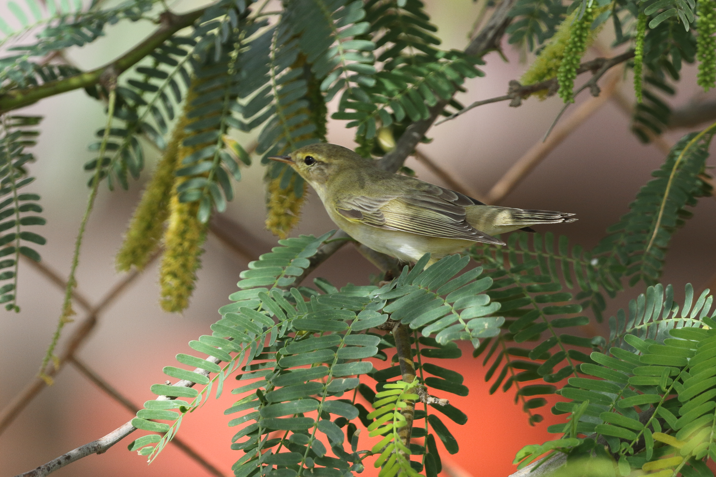 Willow Warbler. Qatar, 02 April 2013 © Neil G. Morris.