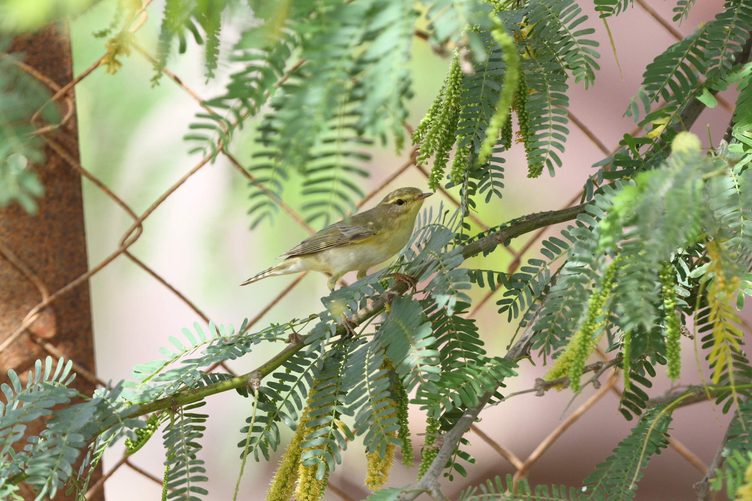 Willow Warbler. Qatar, 02 April 2013 © Neil G. Morris.