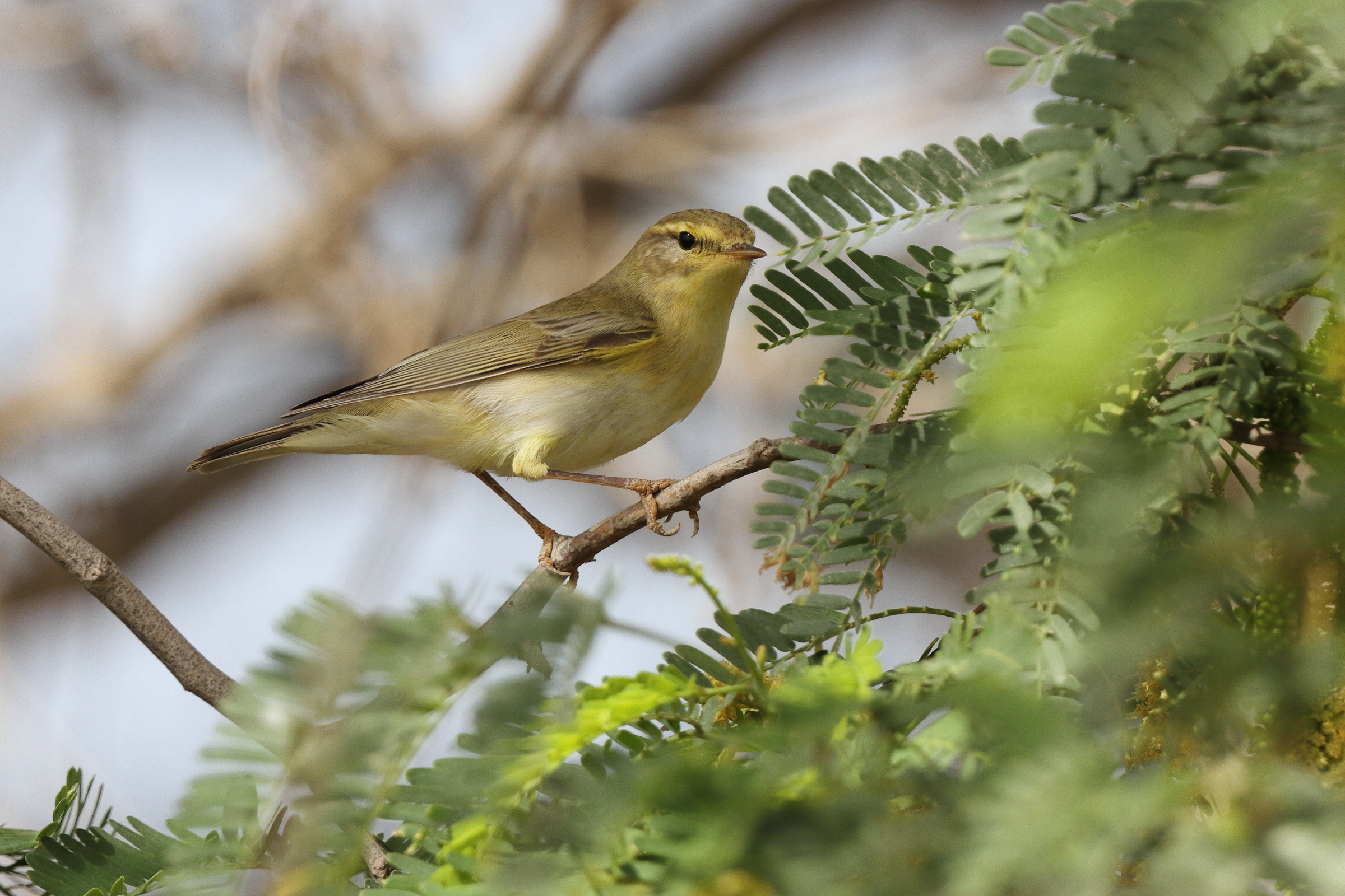 Willow Warbler. Qatar, 02 April 2013 © Neil G. Morris.