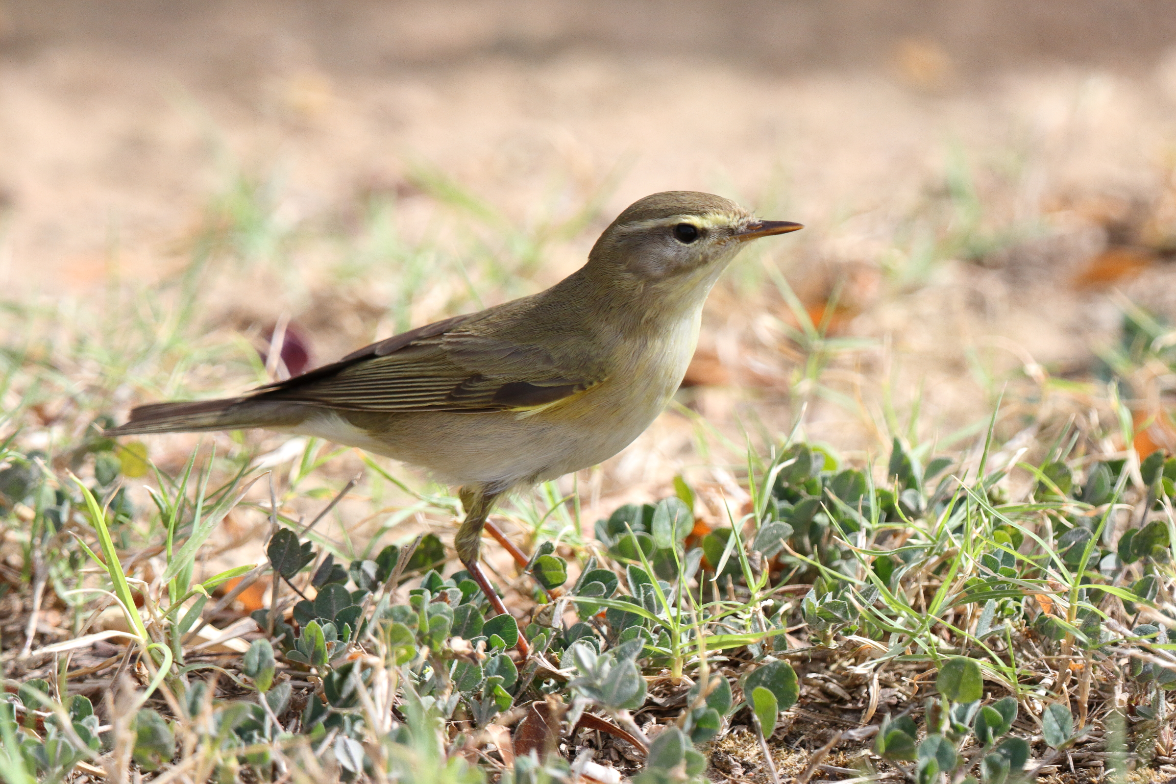 Willow Warbler. Qatar, 06 April 2013 © Neil G. Morris.