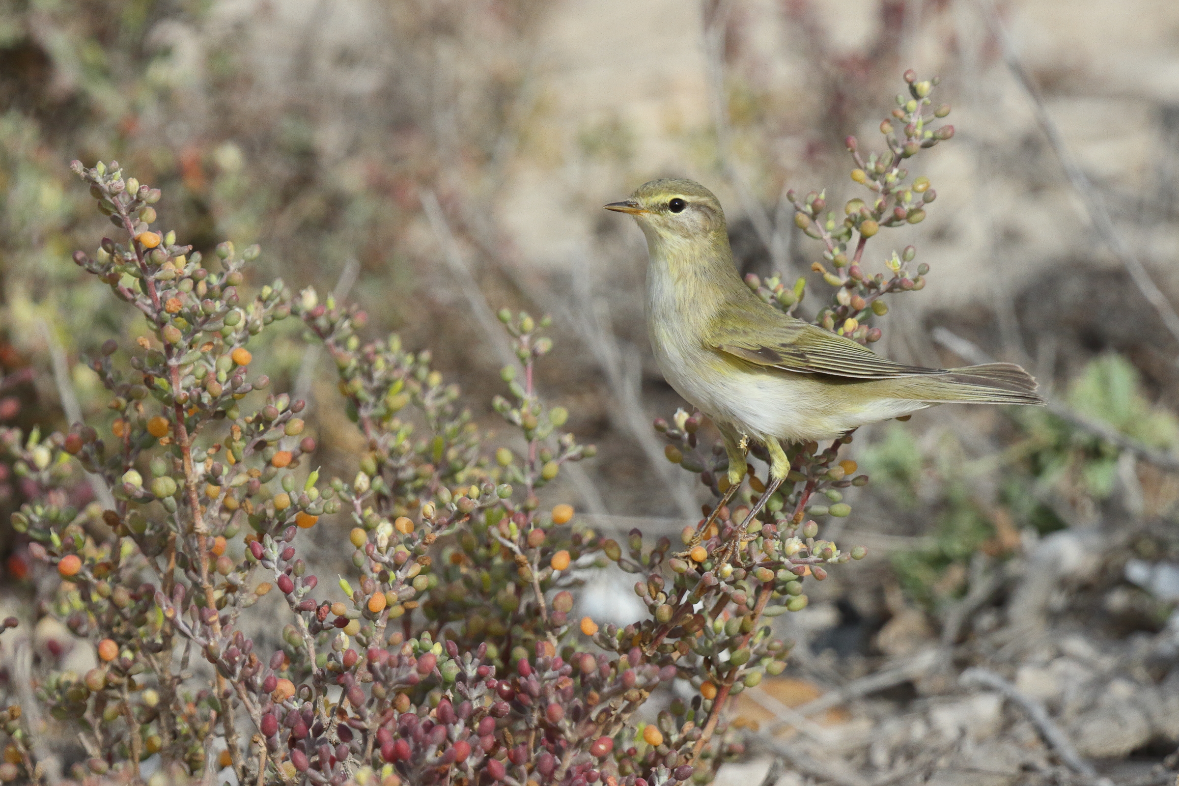 Willow Warbler. Qatar, 06 April 2013 © Neil G. Morris.