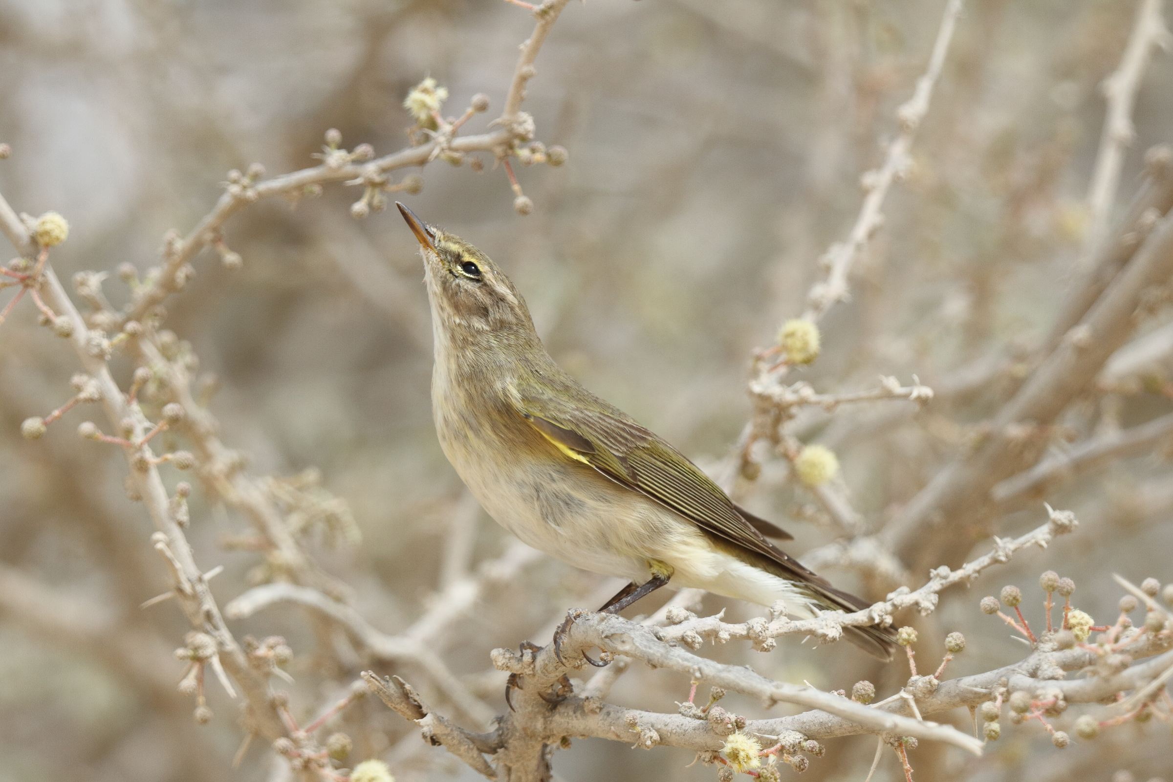 Willow Warbler. Qatar, 23 April 2013 © Neil G. Morris.