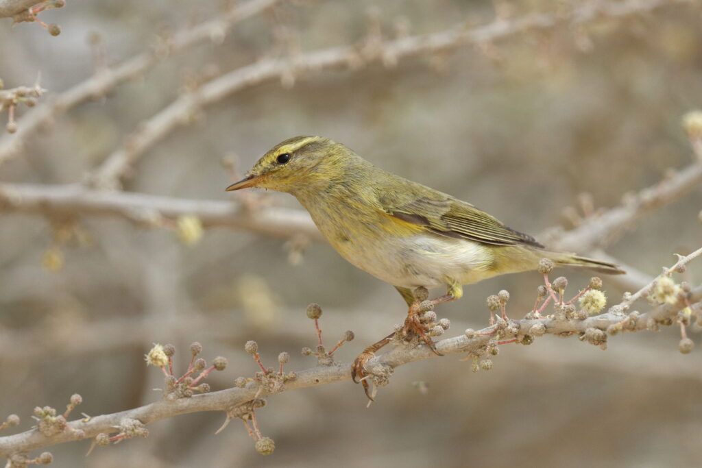 Willow Warbler. Qatar, 23 April 2013 © Neil G. Morris.