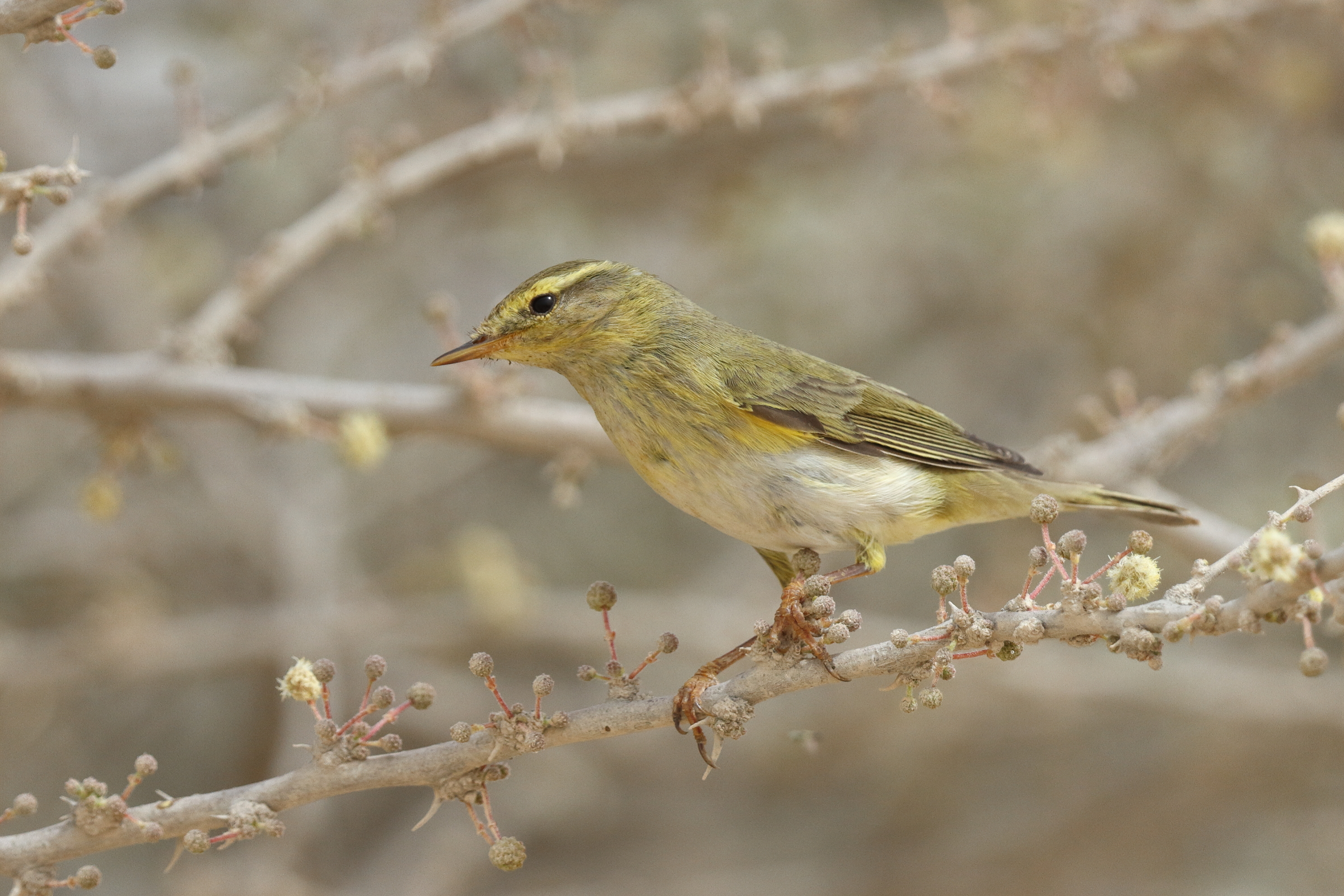 Willow Warbler. Qatar, 23 April 2013 © Neil G. Morris.