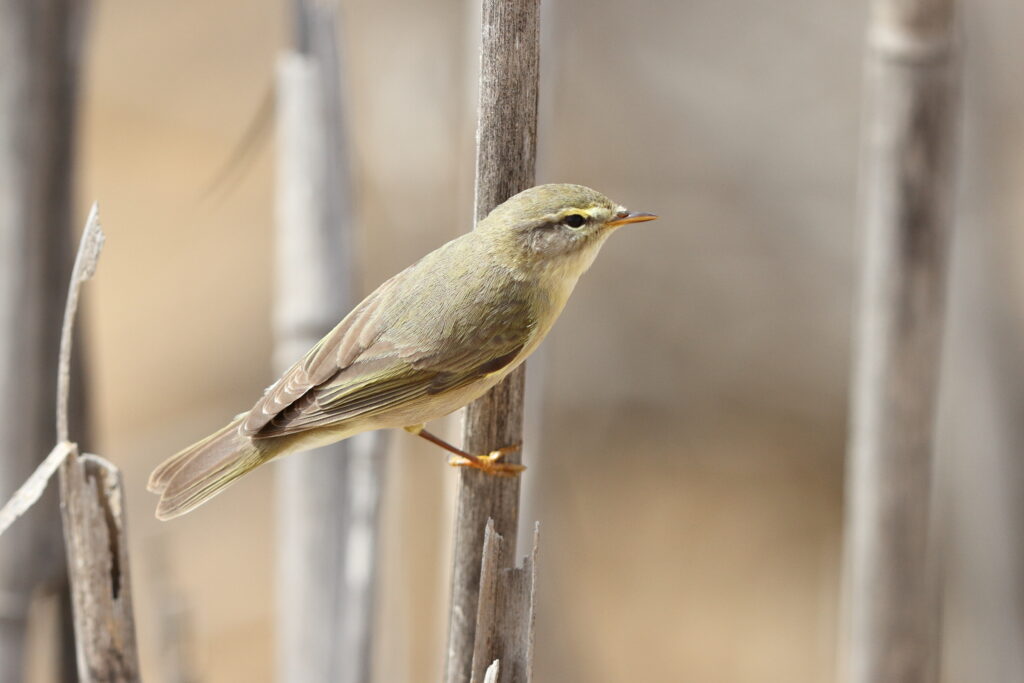 Willow Warbler. Qatar, 05 May 2013 © Neil G. Morris.