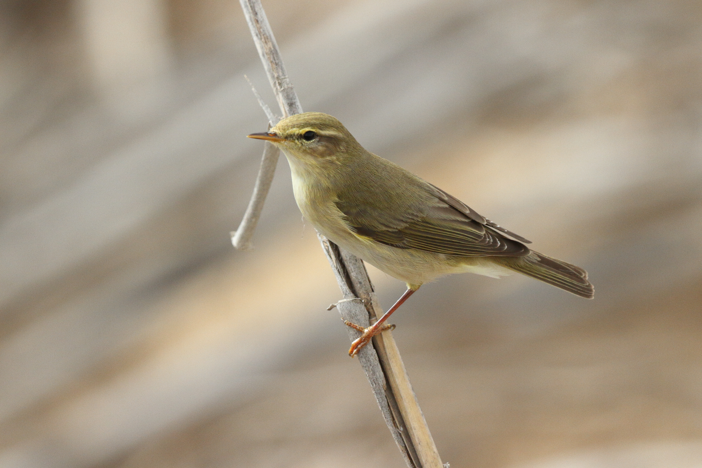 Willow Warbler. Qatar, 06 May 2013 © Neil G. Morris.