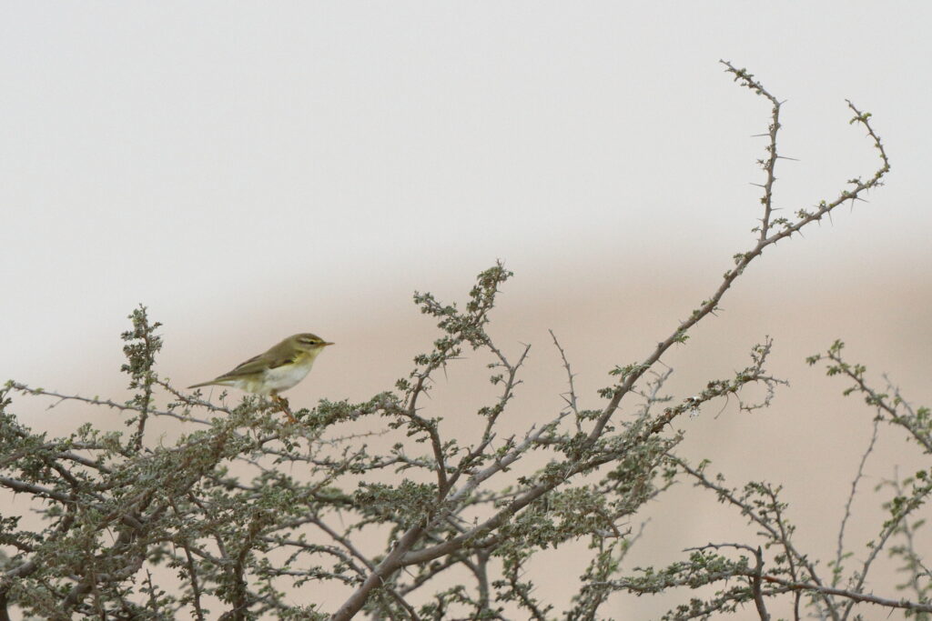 Willow Warbler. Qatar, 22 March 2014 © Neil G. Morris.