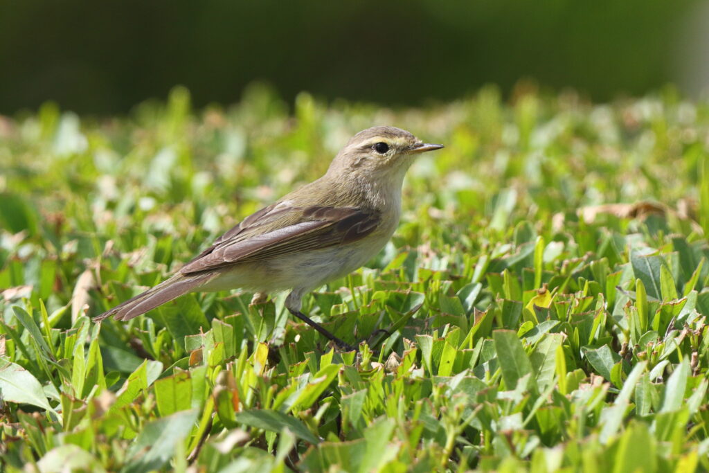 Willow Warbler. Qatar, 01 April 2014 © Neil G. Morris.