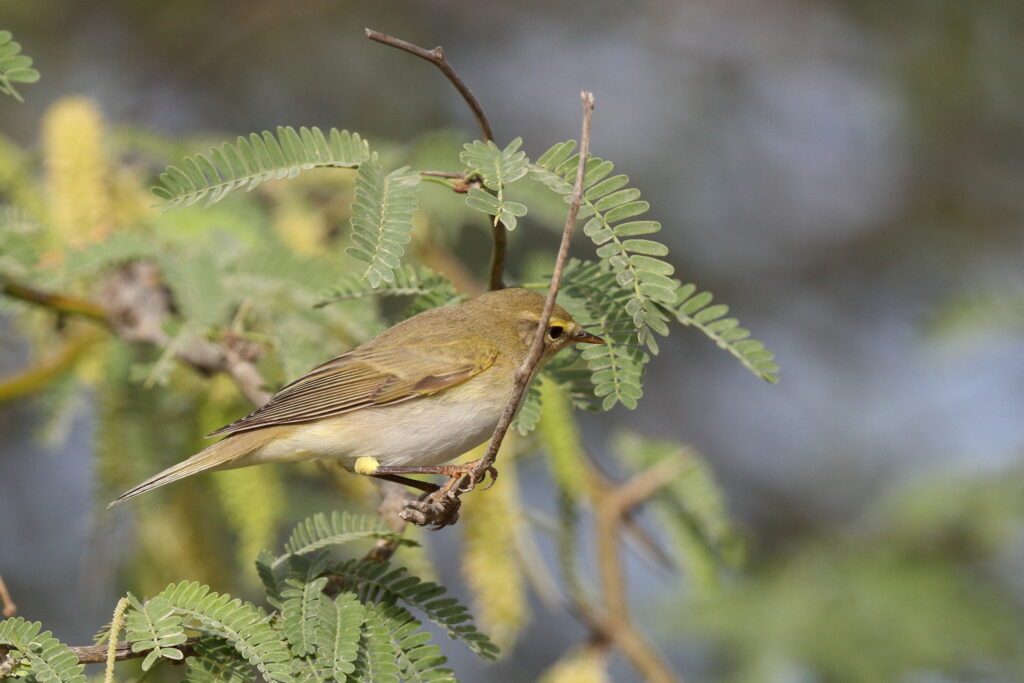 Willow Warbler. Qatar, 01 April 2014 © Neil G. Morris.