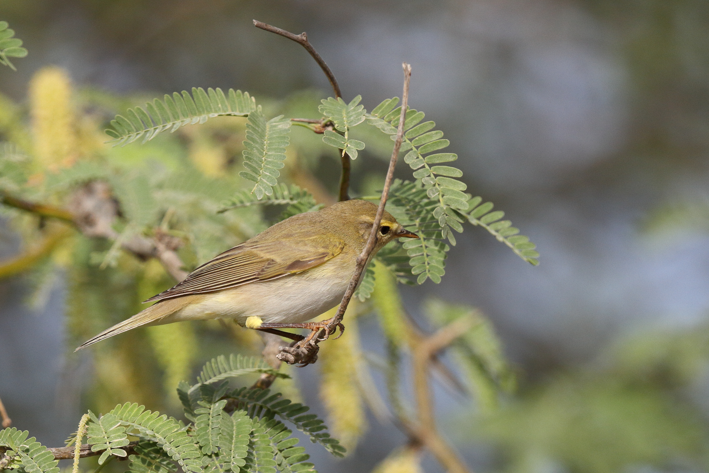 Willow Warbler. Qatar, 01 April 2014 © Neil G. Morris.