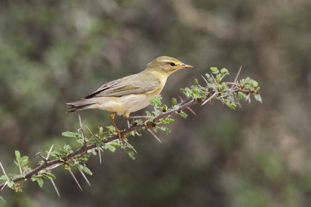 Willow Warbler. Qatar, 03 April 2014 © Neil G. Morris.