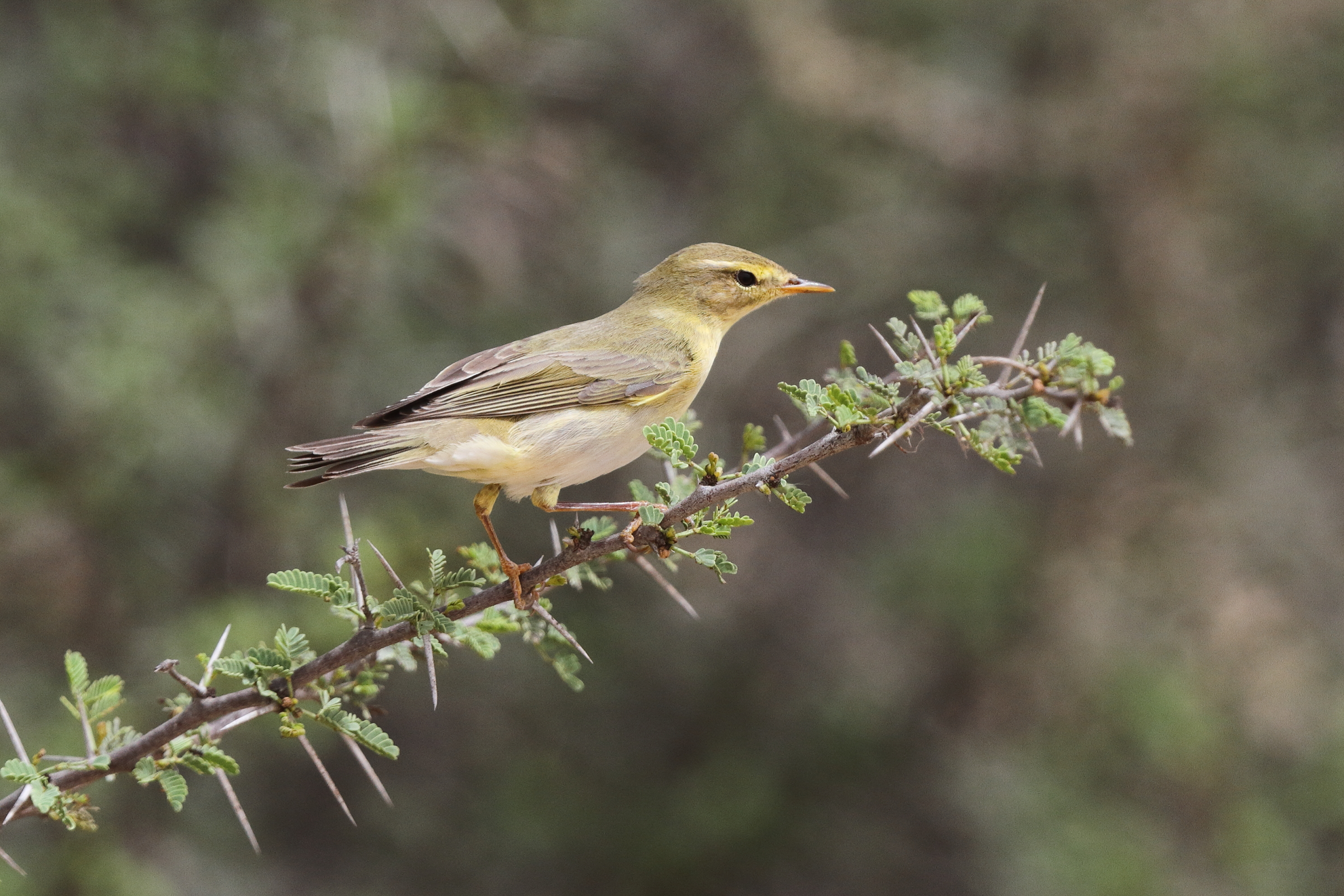 Willow Warbler. Qatar, 03 April 2014 © Neil G. Morris.