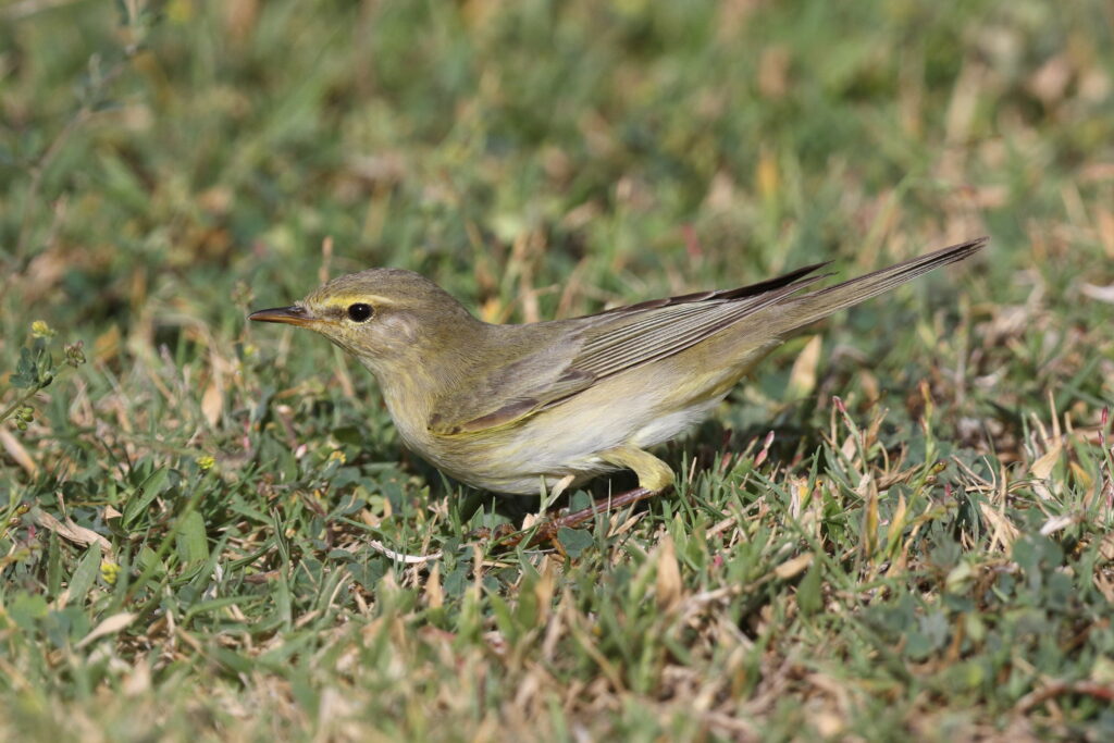 Willow Warbler. Qatar, 05 May 2014 © Neil G. Morris.