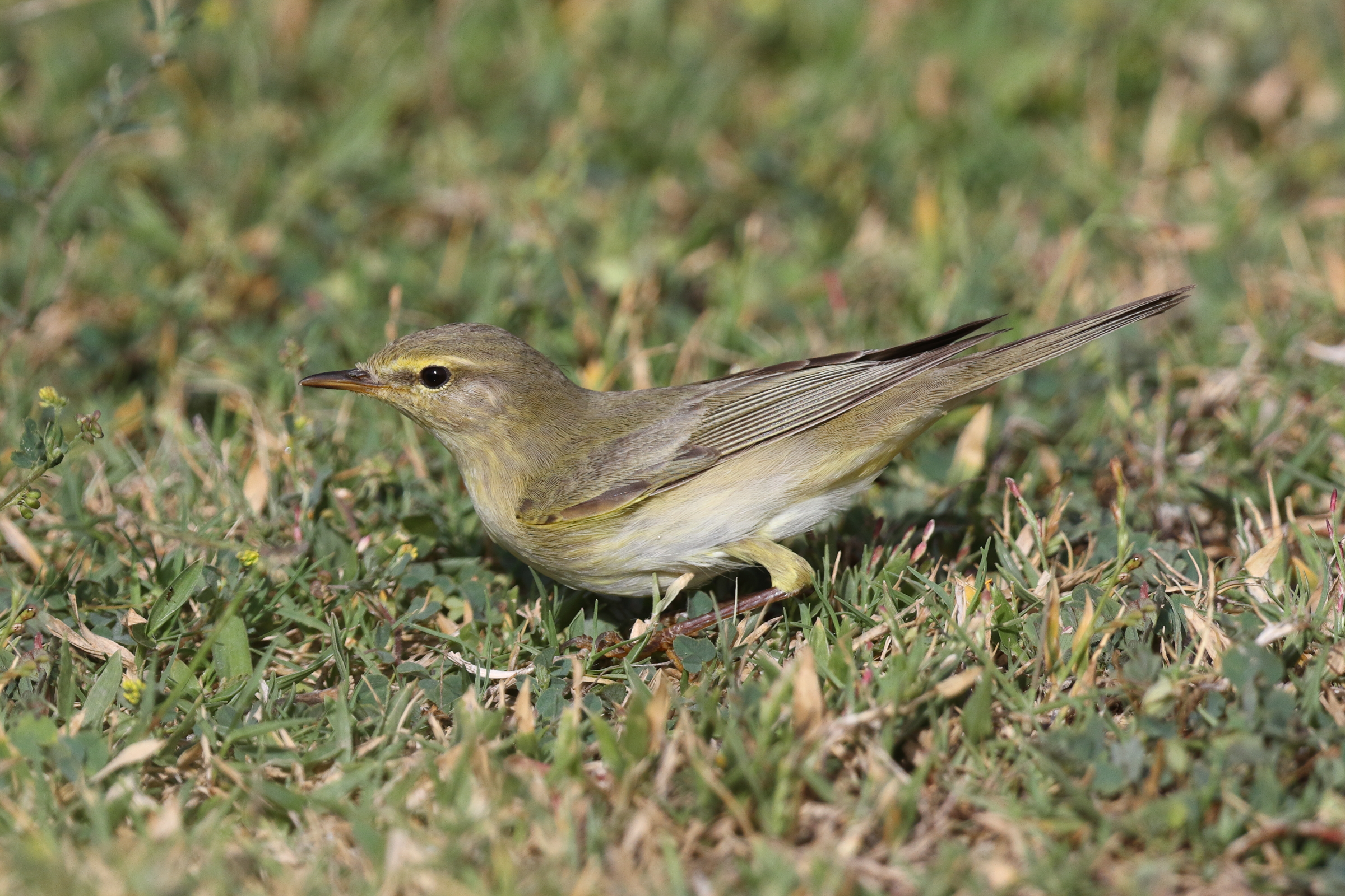 Willow Warbler. Qatar, 05 May 2014 © Neil G. Morris.