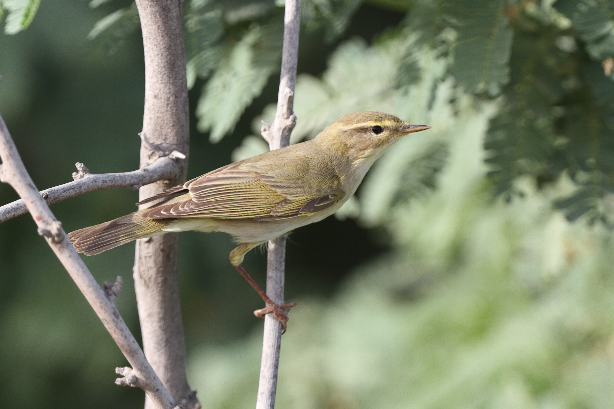 Willow Warbler. Qatar, 05 May 2014 © Neil G. Morris.