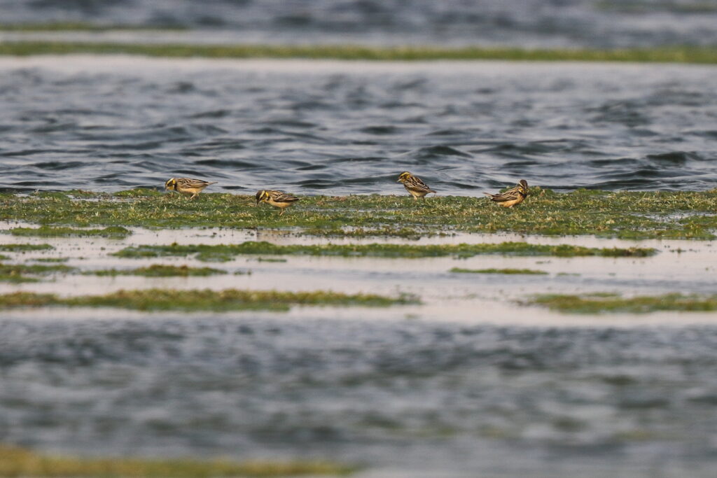 Bengal Weaver. Qatar, 04 January 2013 © Neil G. Morris.