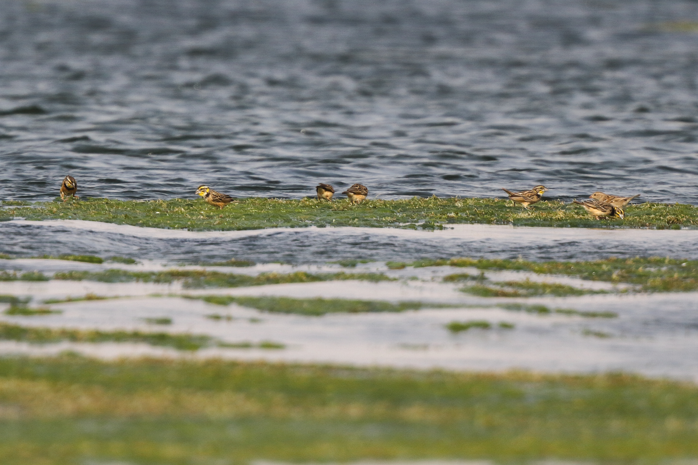 Bengal Weaver. Qatar, 04 January 2013 © Neil G. Morris.