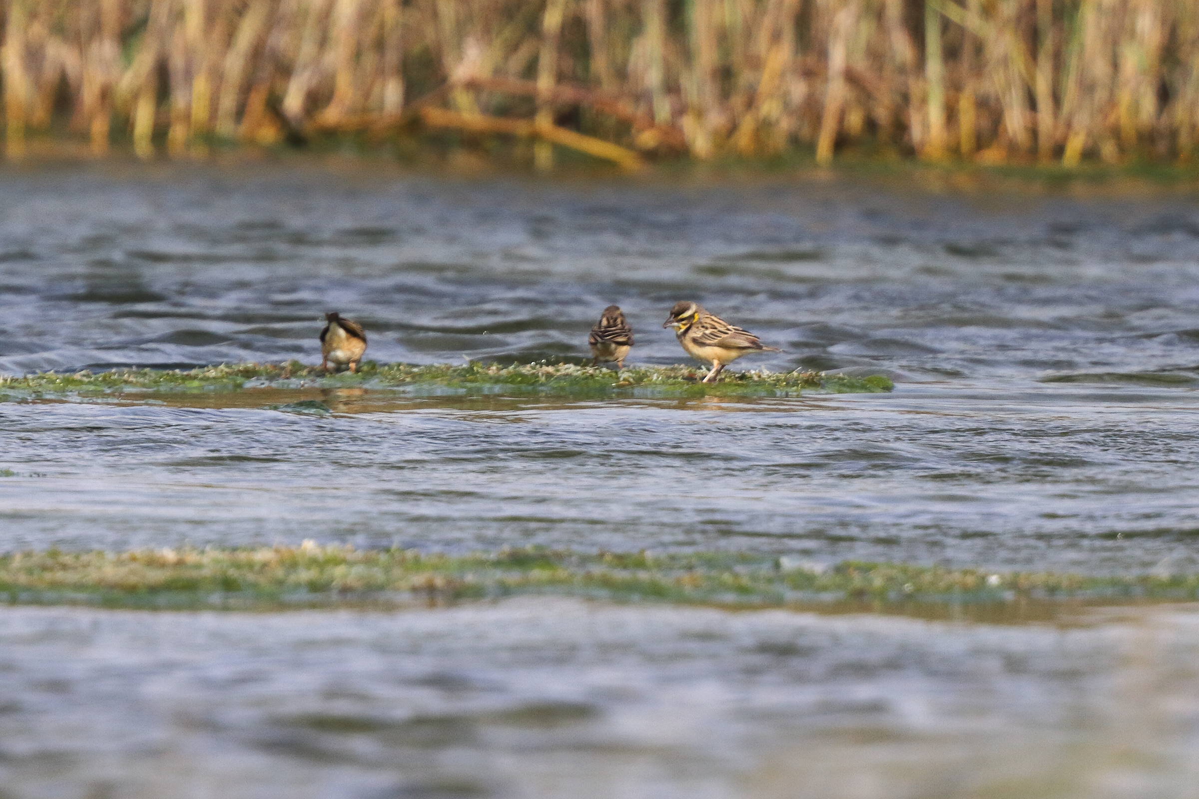 Bengal Weaver. Qatar, 04 January 2013 © Neil G. Morris.
