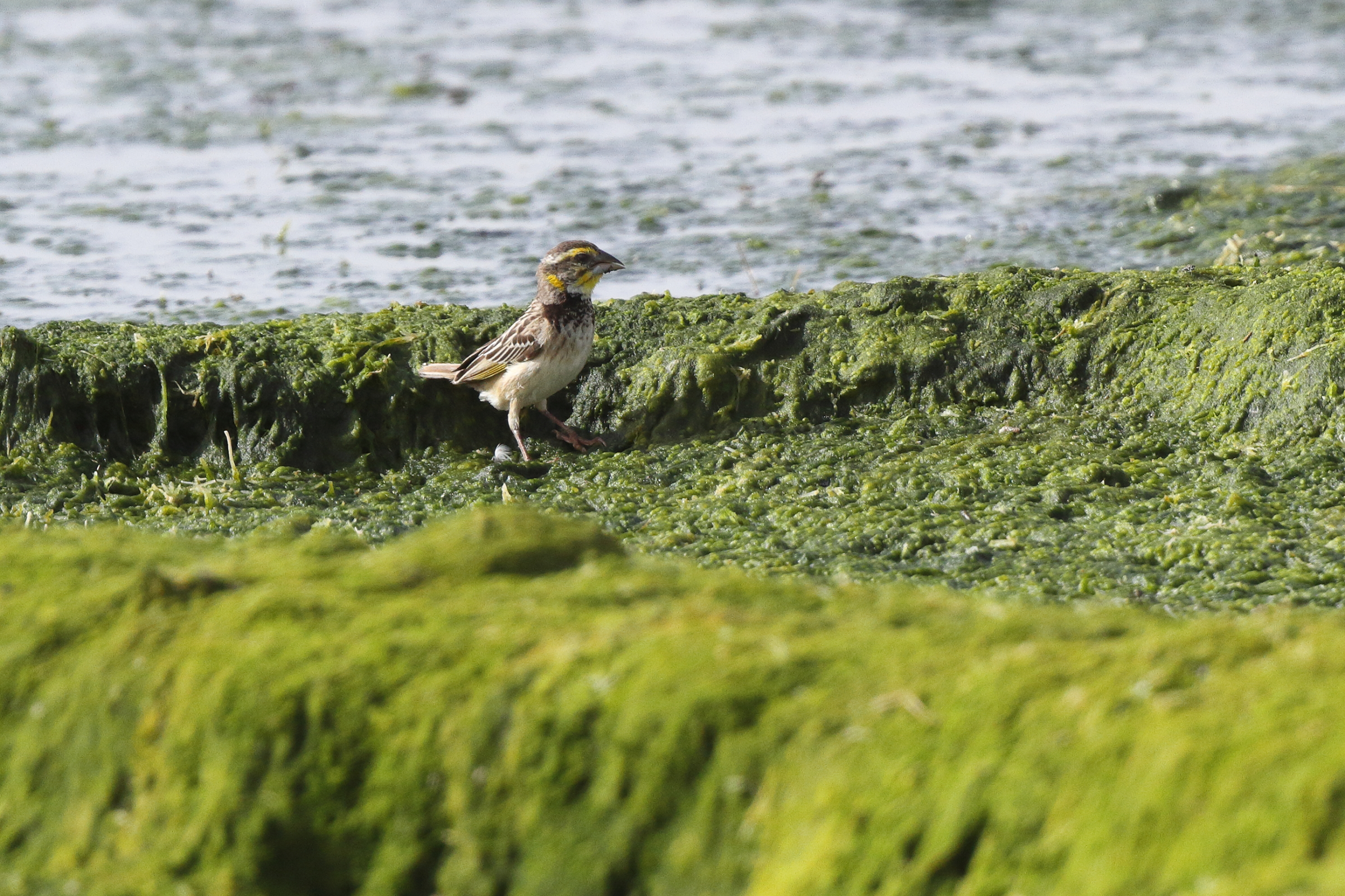 Bengal Weaver. Qatar, 18 March 2013 © Neil G. Morris.