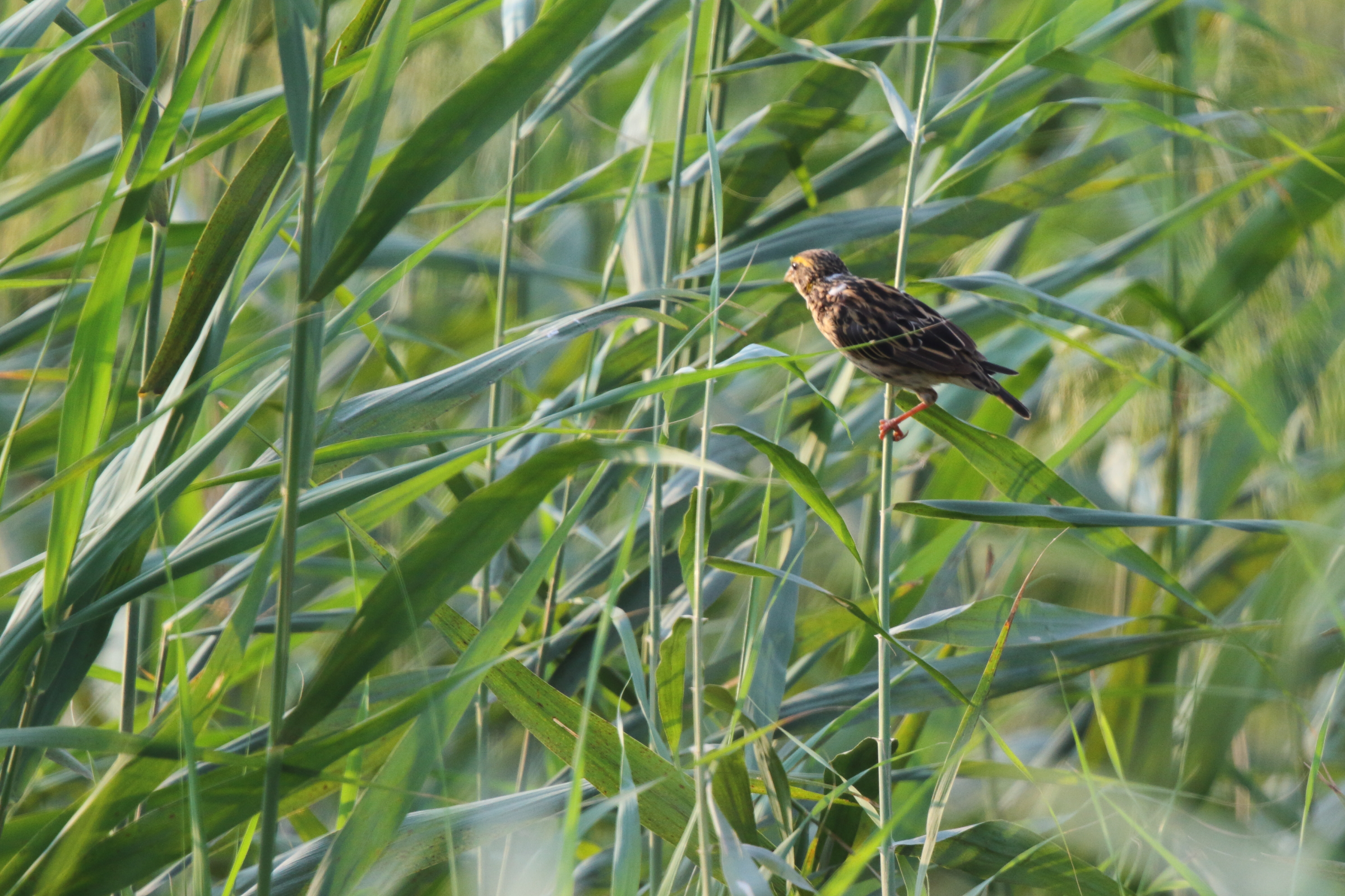 Streaked Weaver. Qatar, 04 November 2012 © Neil G. Morris.