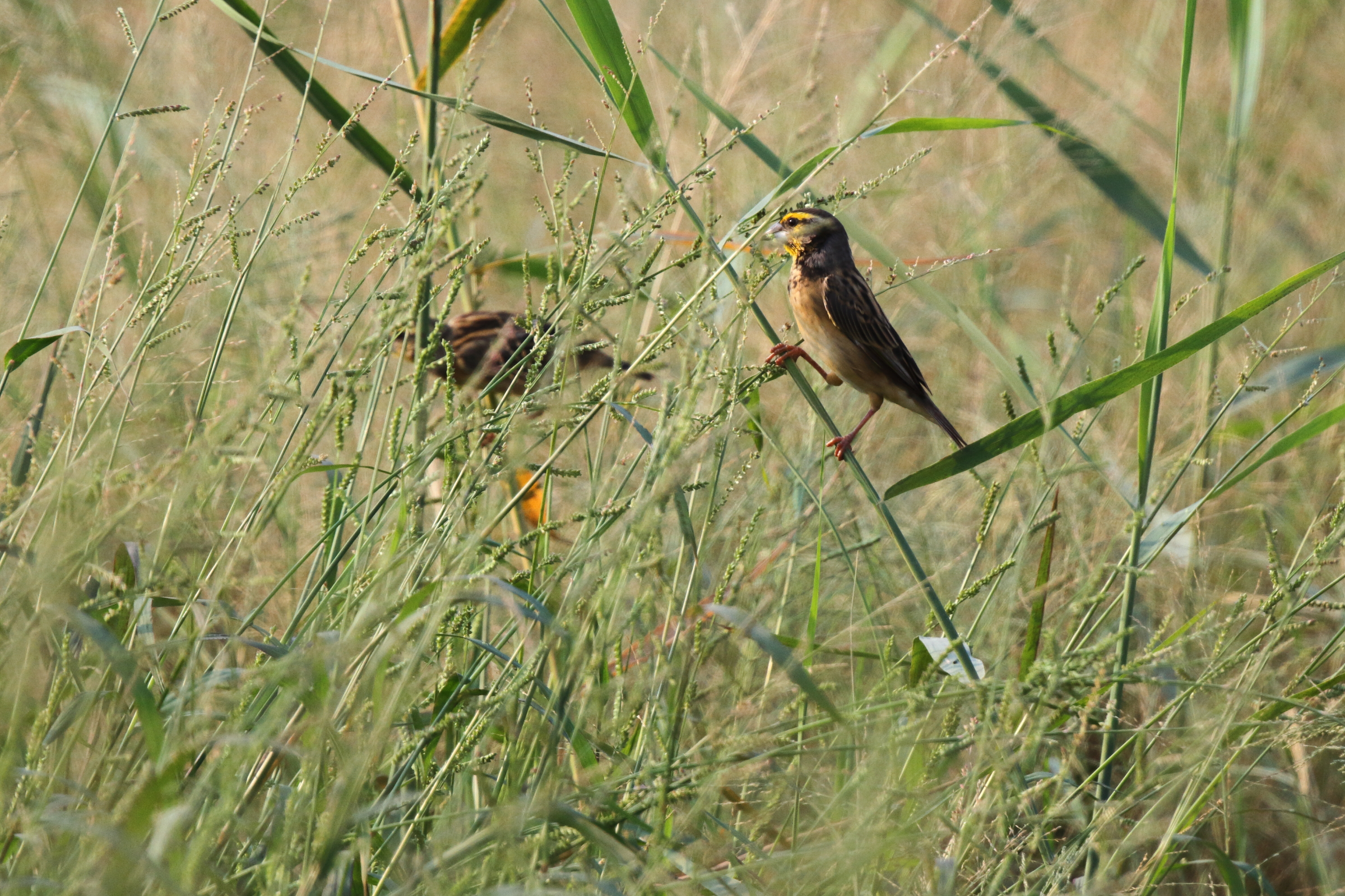 Streaked Weaver. Qatar, 04 November 2012 © Neil G. Morris.