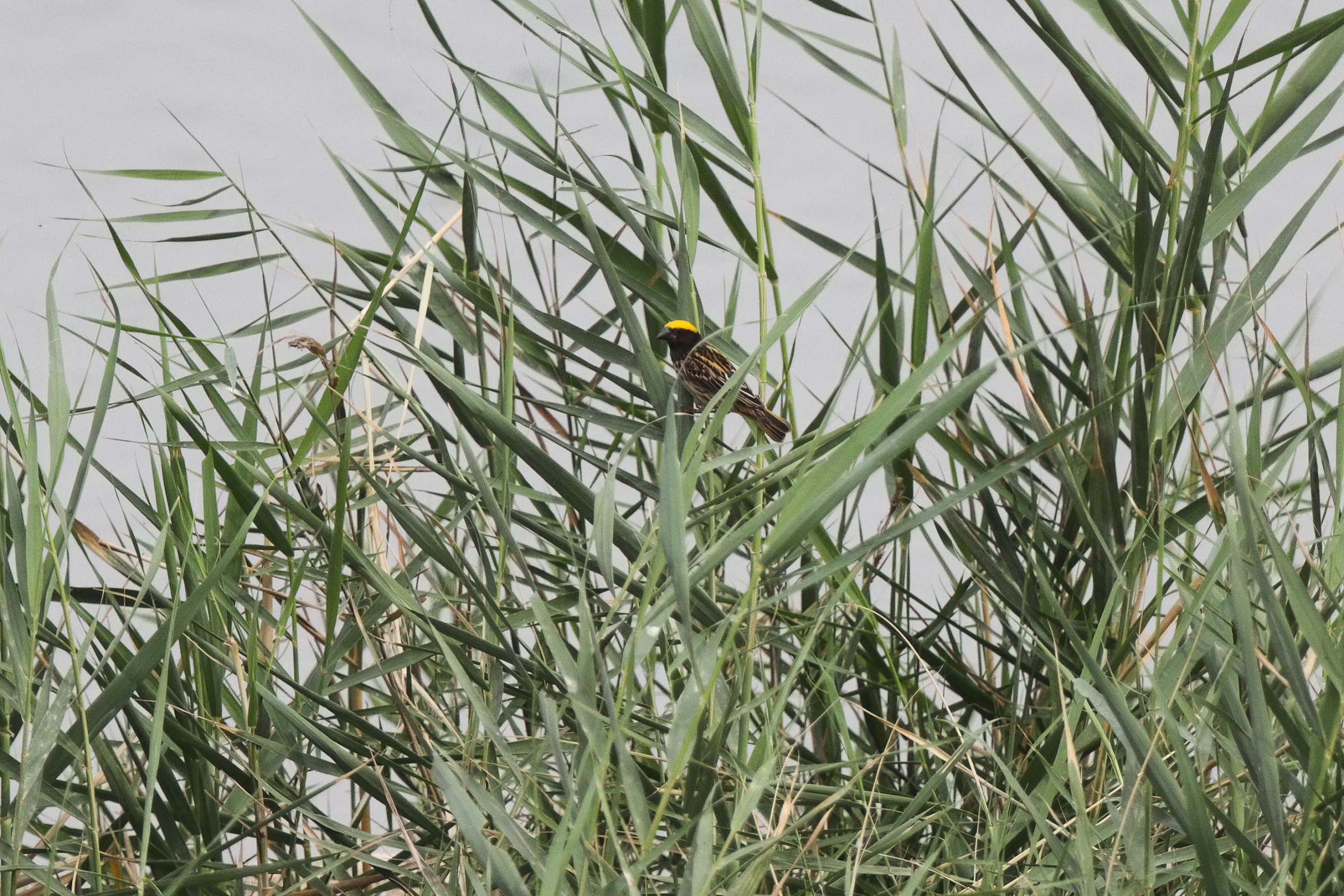 Streaked Weaver. Qatar, 29 April 2013 © Neil G. Morris.