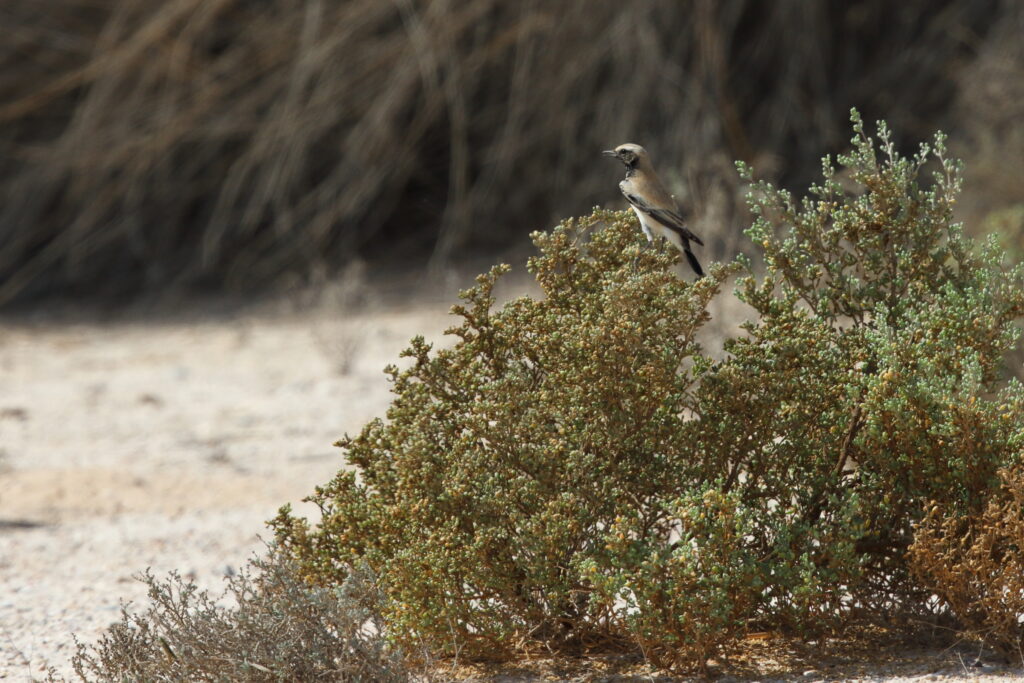 Desert Wheatear. Qatar, 05 October 2012 © Neil G. Morris.