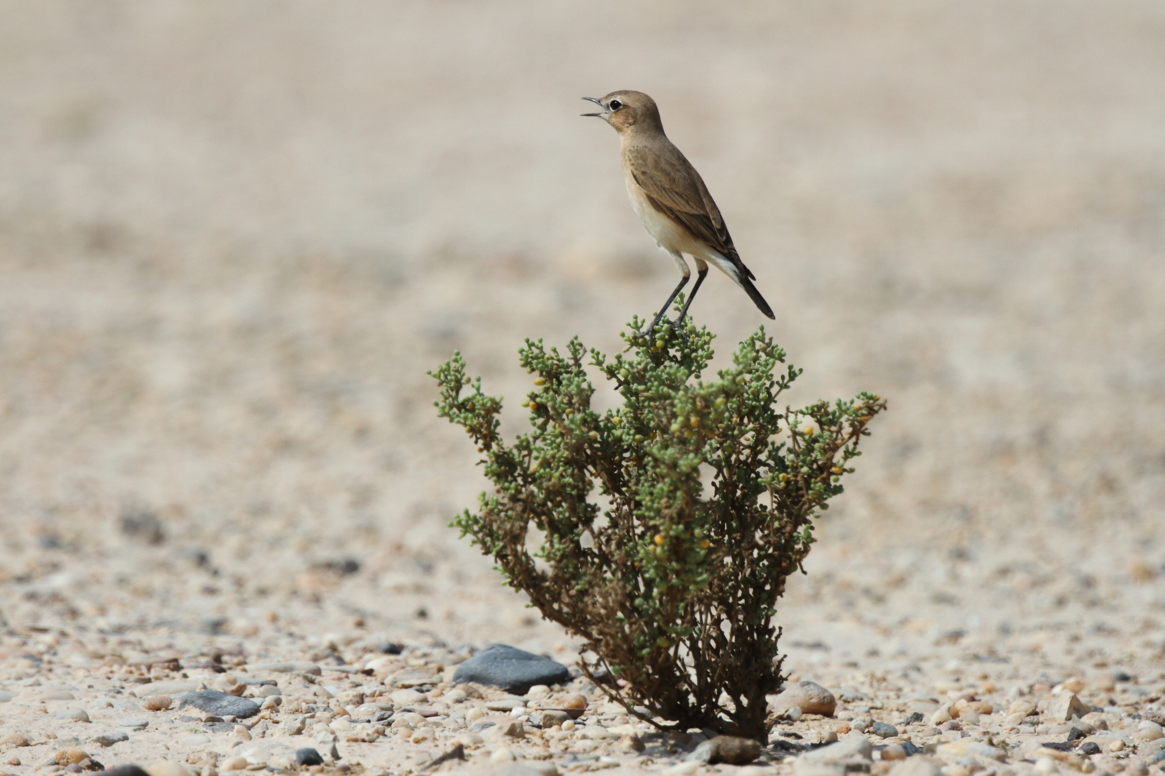 Desert Wheatear. Qatar, 16 October 2012 © Neil G. Morris.