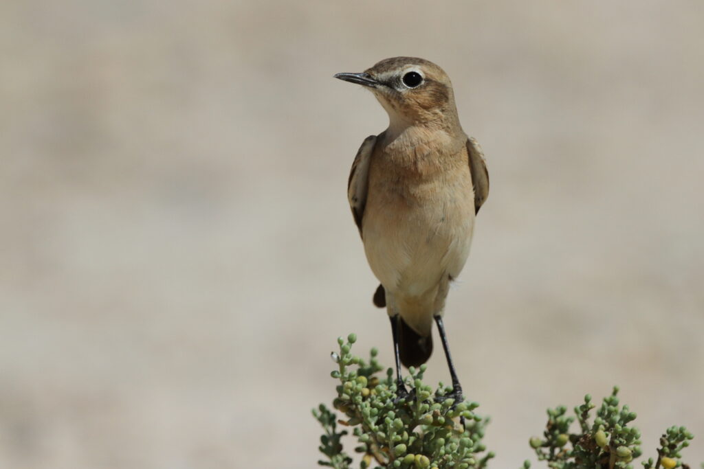 Desert Wheatear. Qatar, 16 October 2012 © Neil G. Morris.