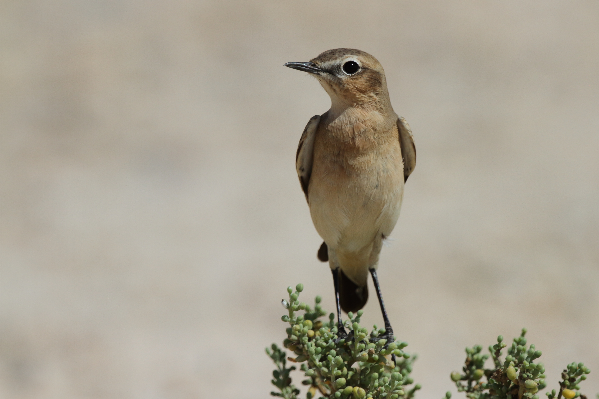 Desert Wheatear. Qatar, 16 October 2012 © Neil G. Morris.