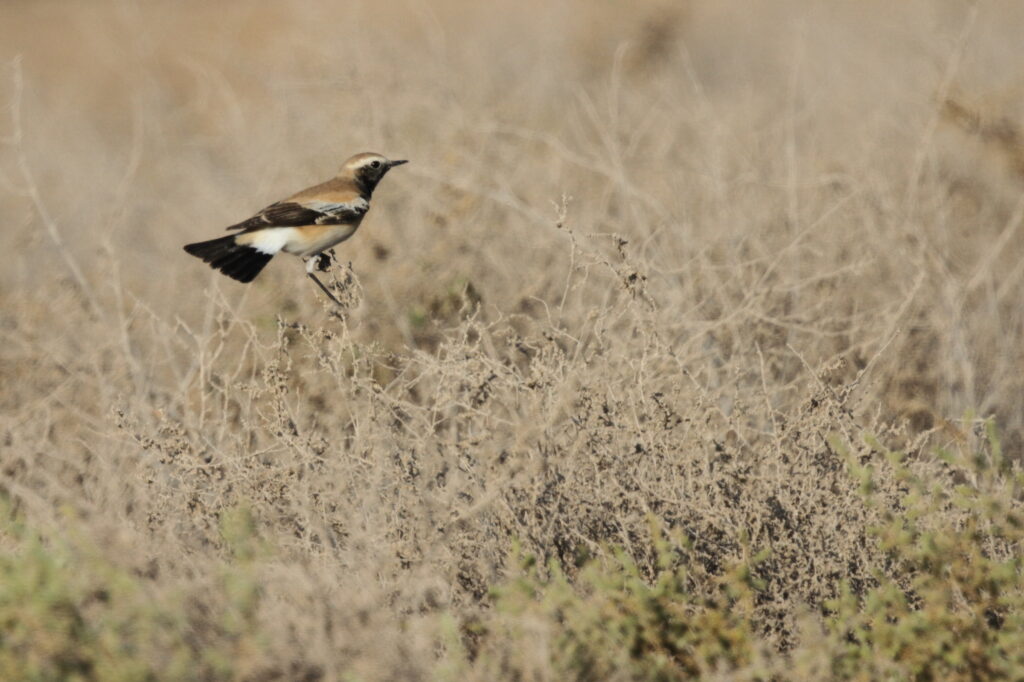 Desert Wheatear. Qatar, 31 October 2012 © Neil G. Morris.