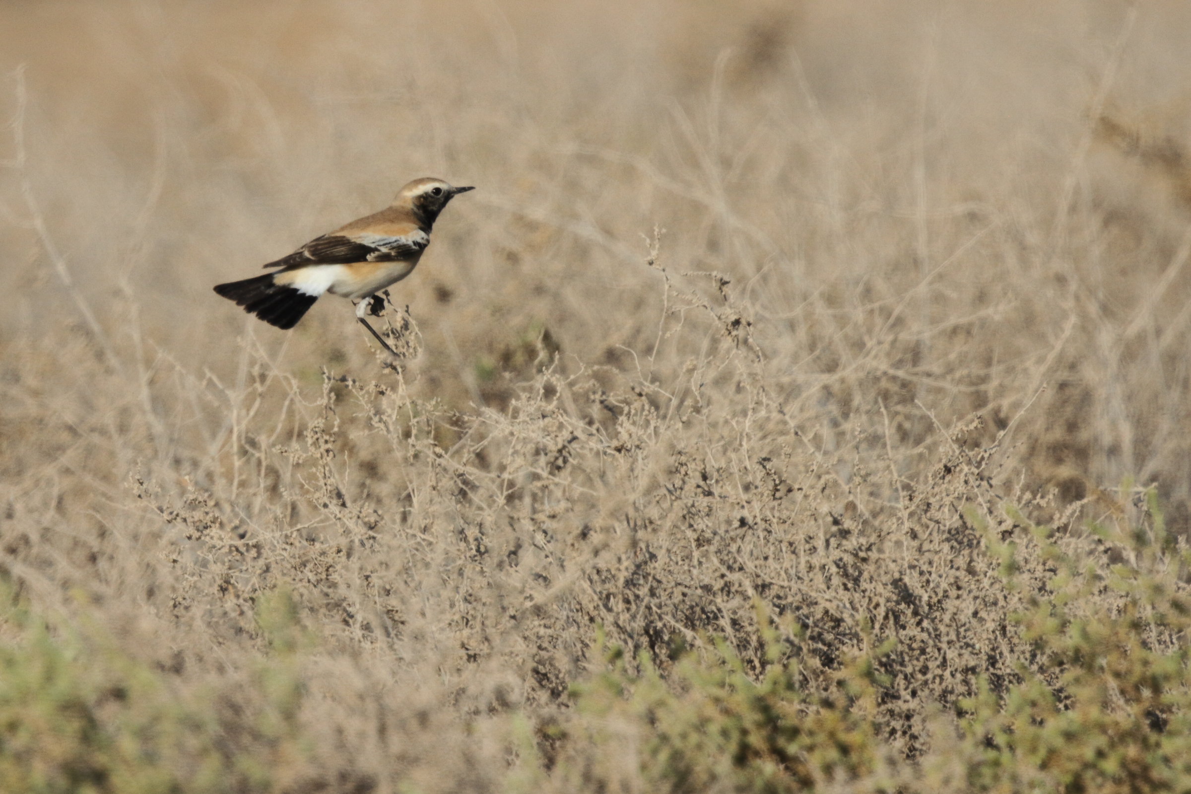 Desert Wheatear. Qatar, 31 October 2012 © Neil G. Morris.