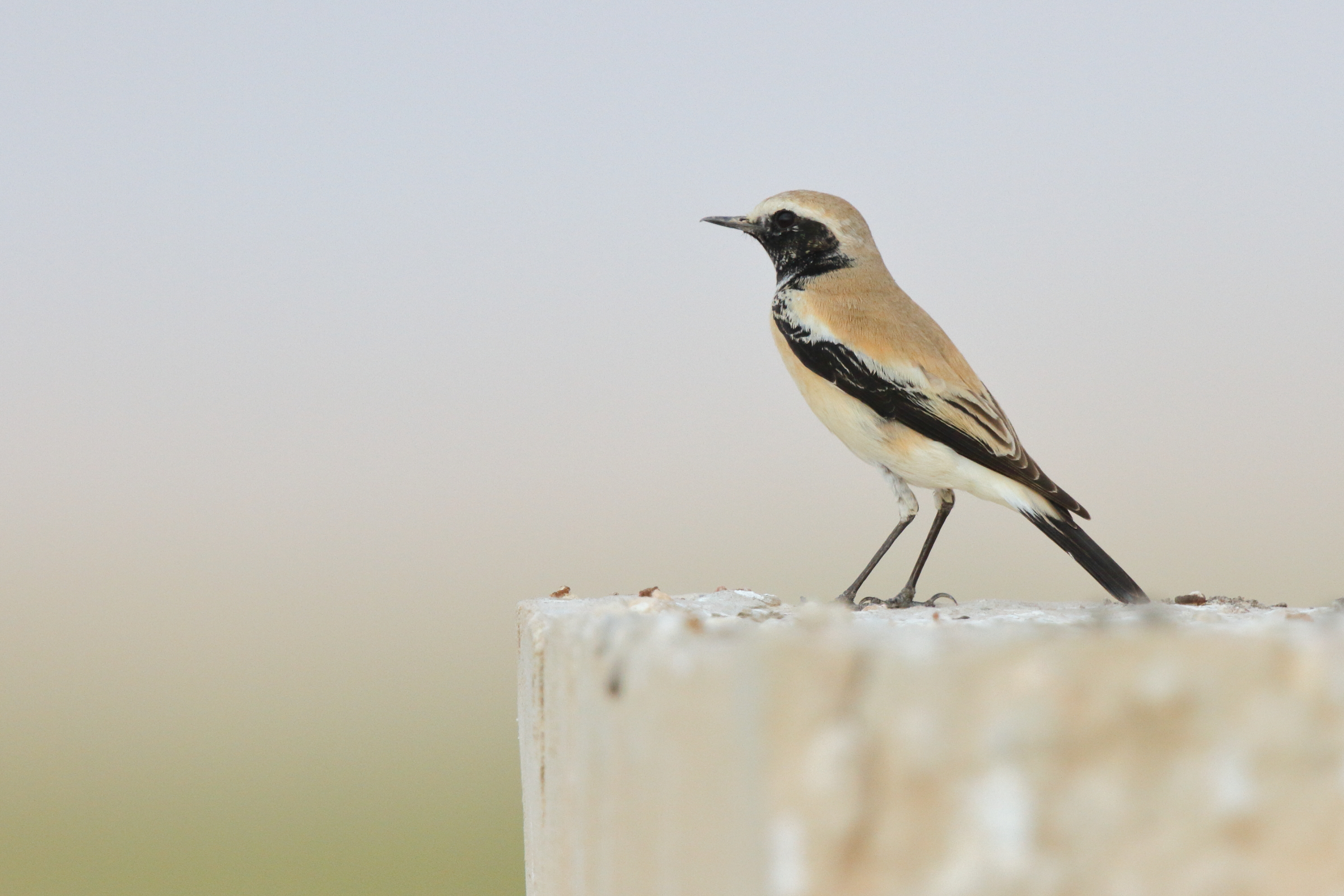 Desert Wheatear. Qatar, 04 November 2012 © Neil G. Morris.