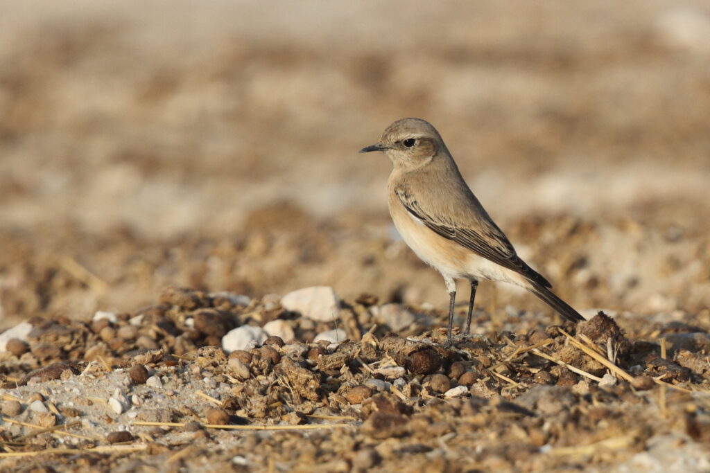 Desert Wheatear. Qatar, 08 November 2012 © Neil G. Morris.