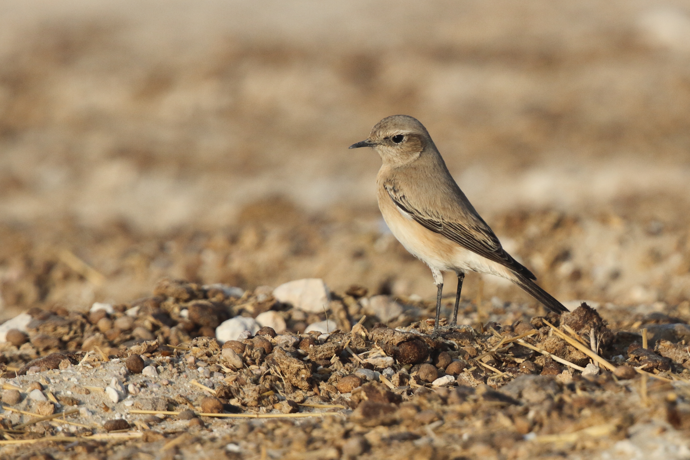 Desert Wheatear. Qatar, 08 November 2012 © Neil G. Morris.