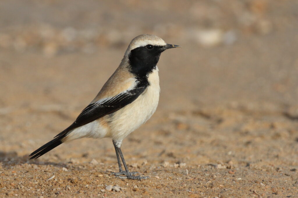 Desert Wheatear. Qatar, 03 March 2013 © Neil G. Morris.