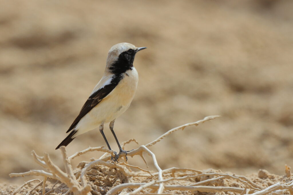 Desert Wheatear. Qatar, 09 March 2013 © Neil G. Morris.