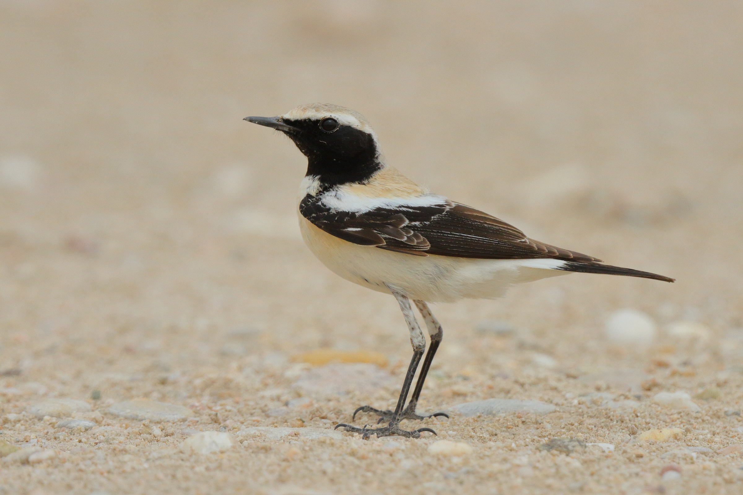 Desert Wheatear. Qatar, 25 March 2013 © Neil G. Morris.
