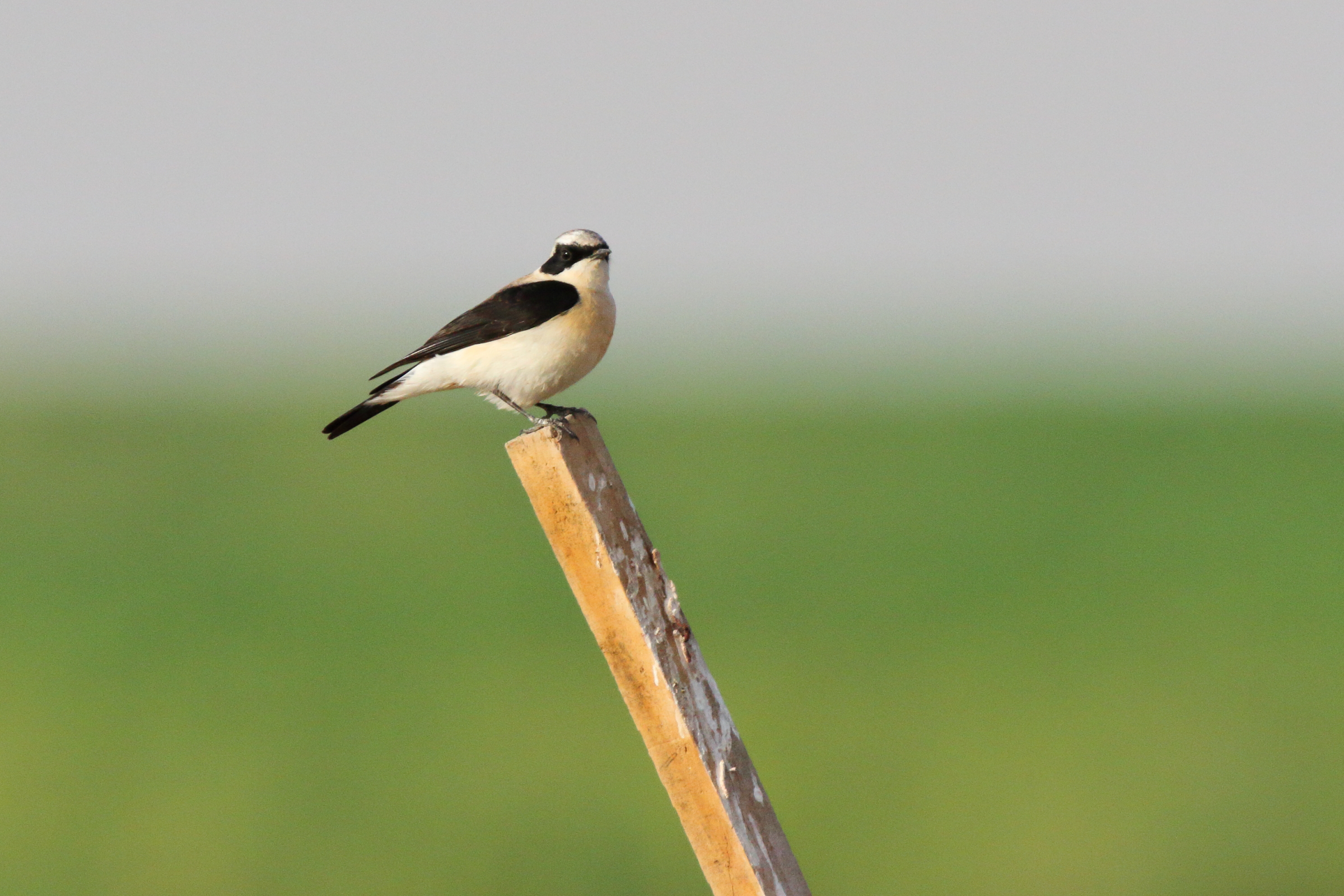 Eastern Black-eared Wheatear. Qatar, 04 March 2013 © Neil G. Morris.