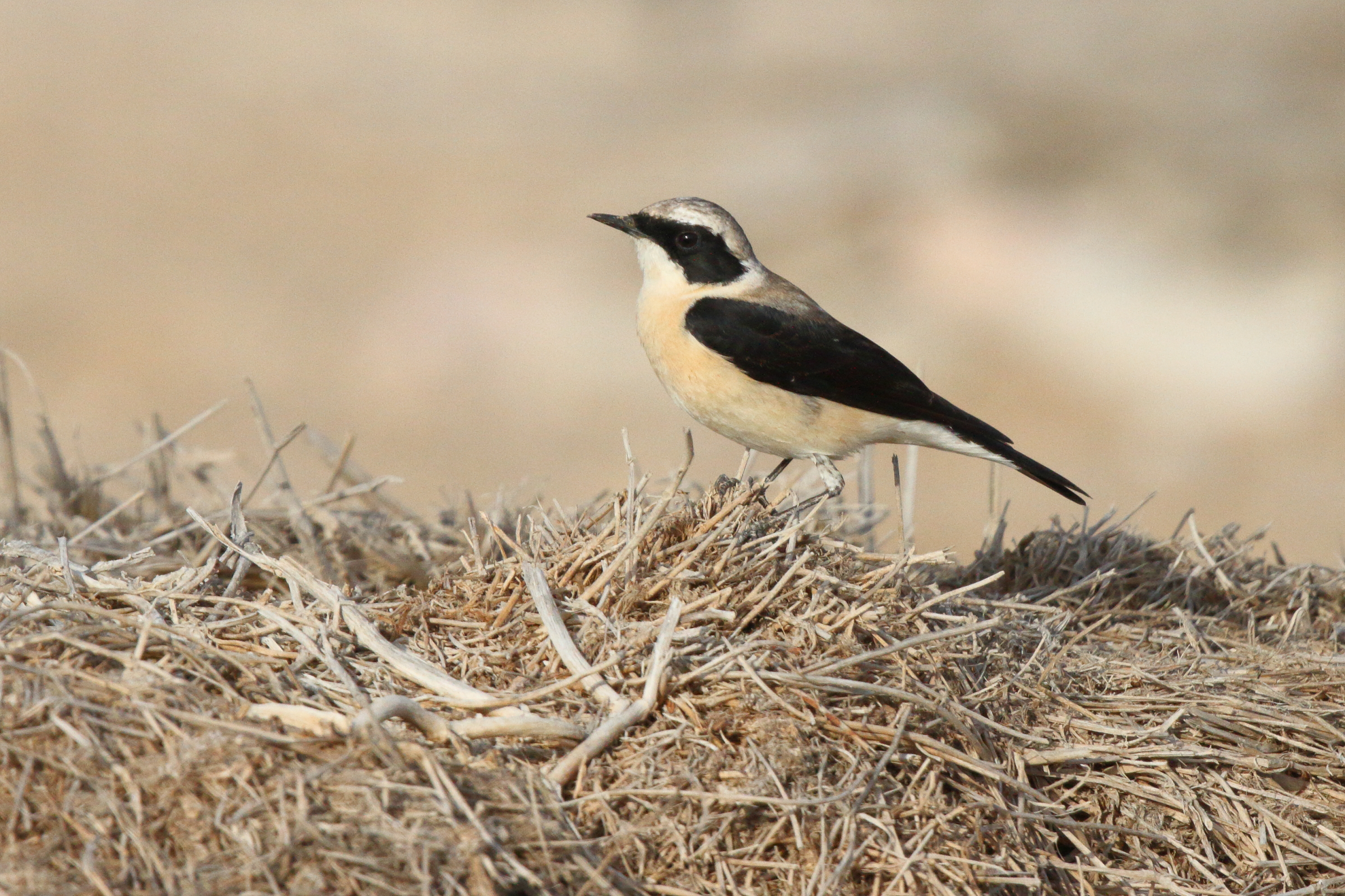 Eastern Black-eared Wheatear. Qatar, 04 March 2013 © Neil G. Morris.