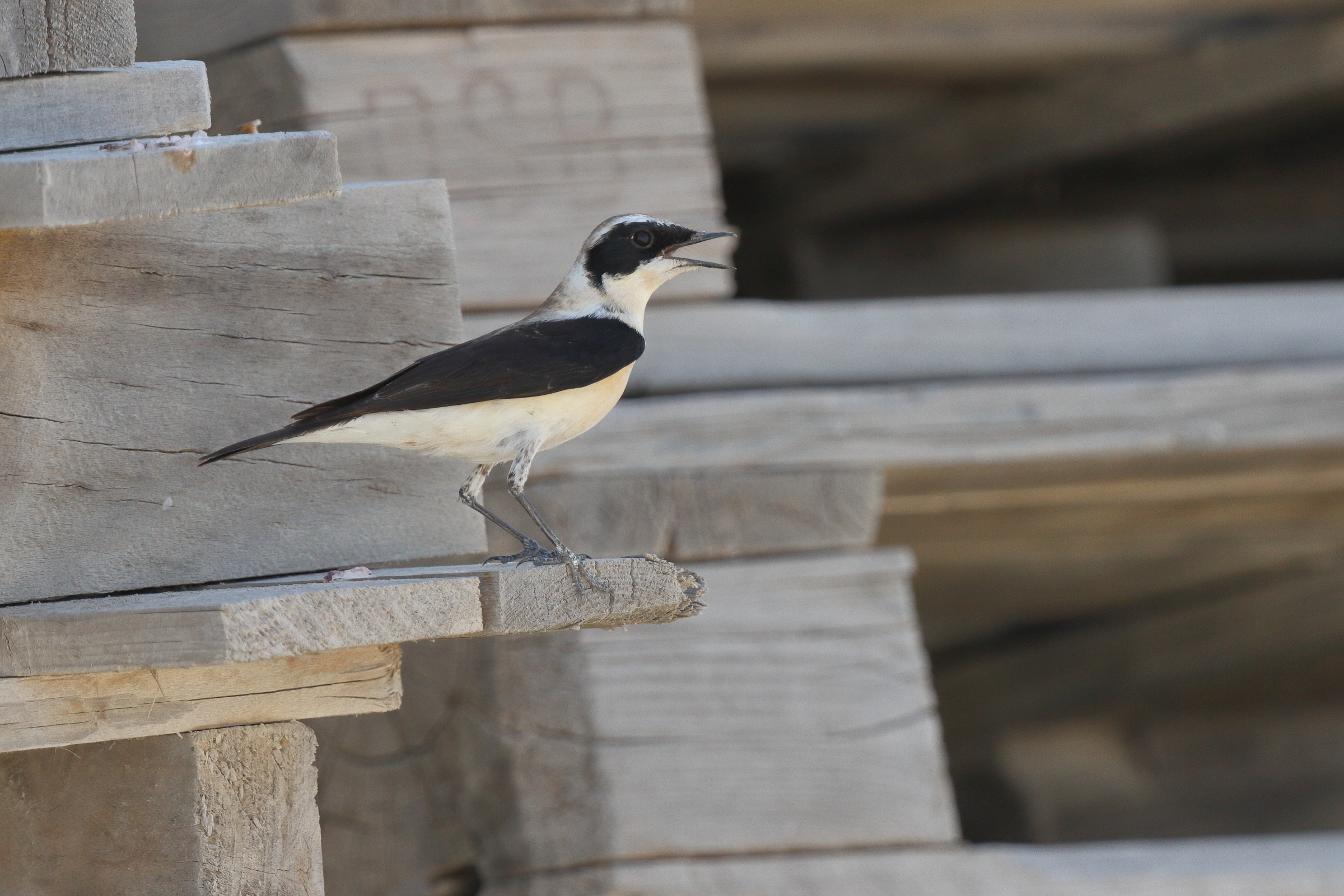 Eastern Black-eared Wheatear. Qatar, 04 March 2013 © Neil G. Morris.