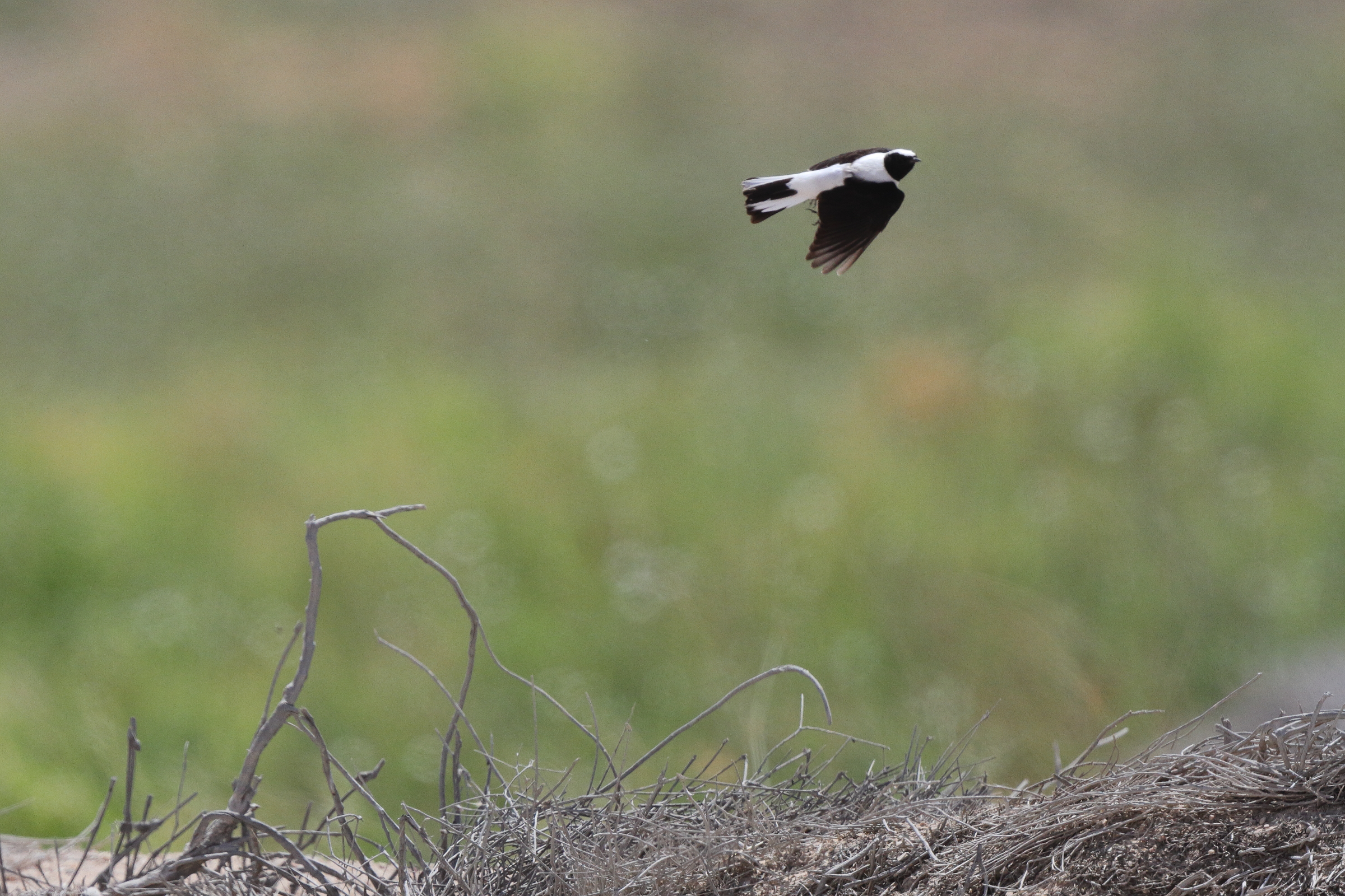 Eastern Black-eared Wheatear. Qatar, 17 March 2013 © Neil G. Morris.